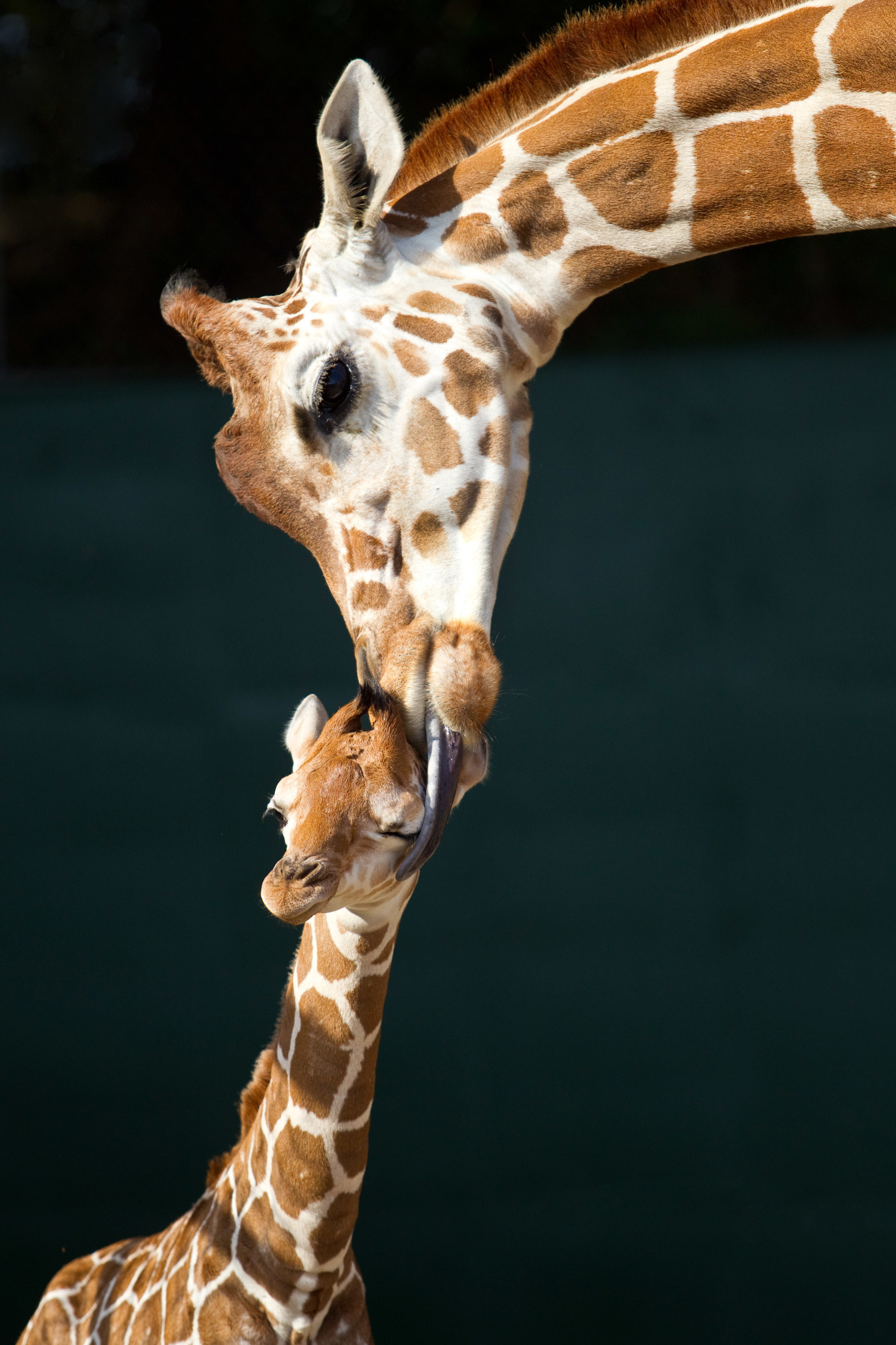 Cute Giraffe Iphone Wallpapers Wallpapers