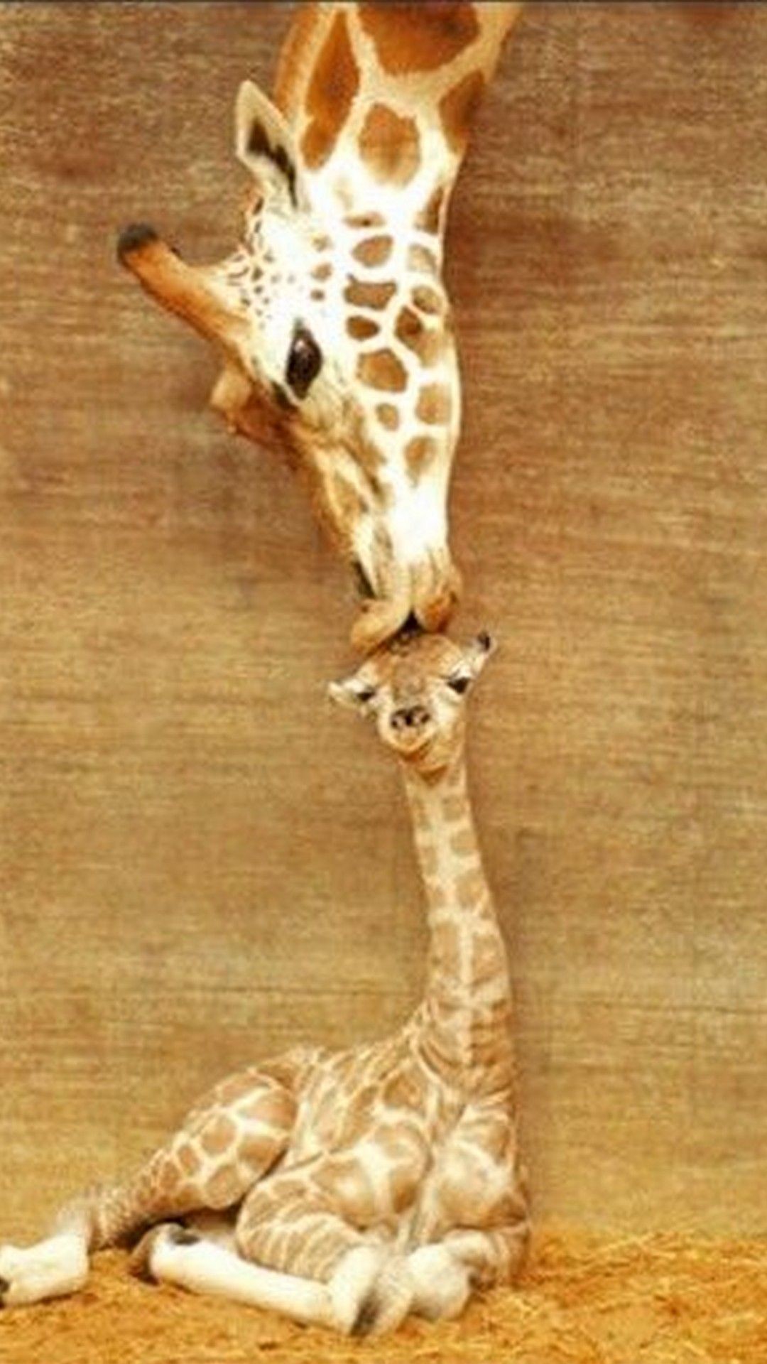 Cute Giraffe Iphone Wallpapers Wallpapers