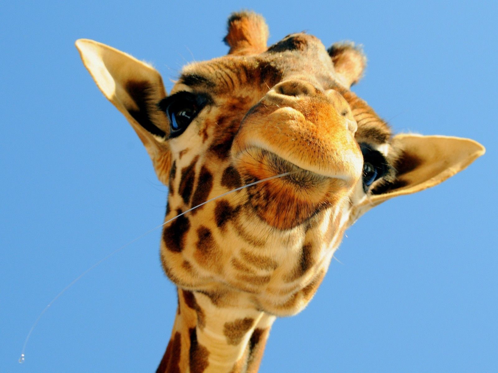 Cute Giraffe Iphone Wallpapers Wallpapers