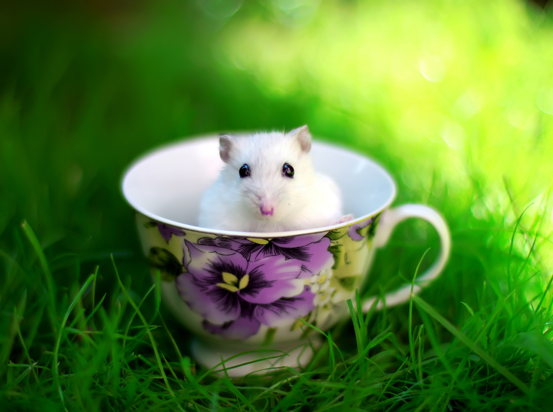 Cute Hamster Wallpapers