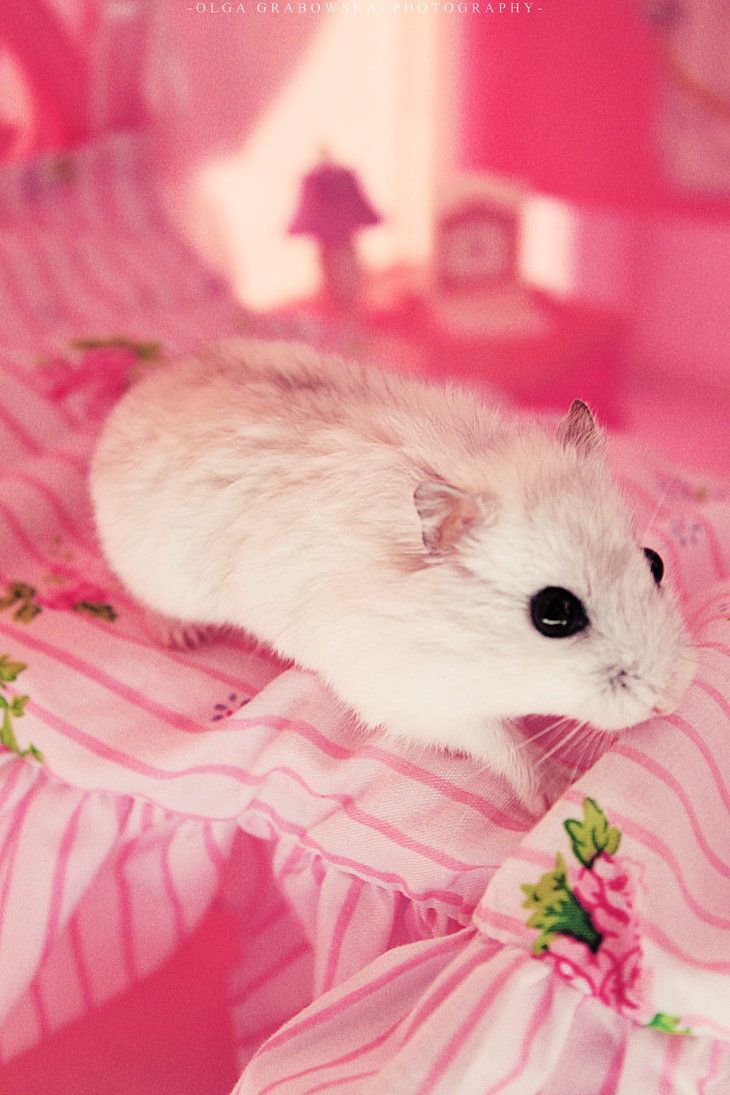 Cute Hamster Wallpapers