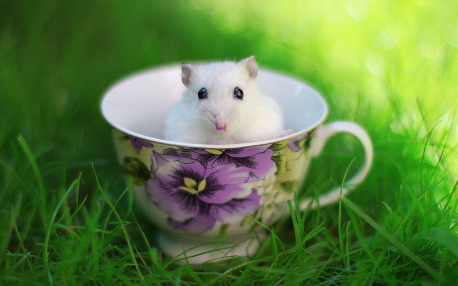 Cute Hamster Wallpaper Wallpapers