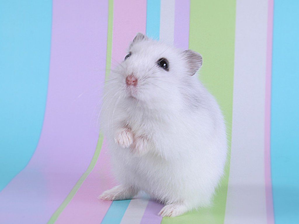 Cute Hamster Wallpaper Wallpapers
