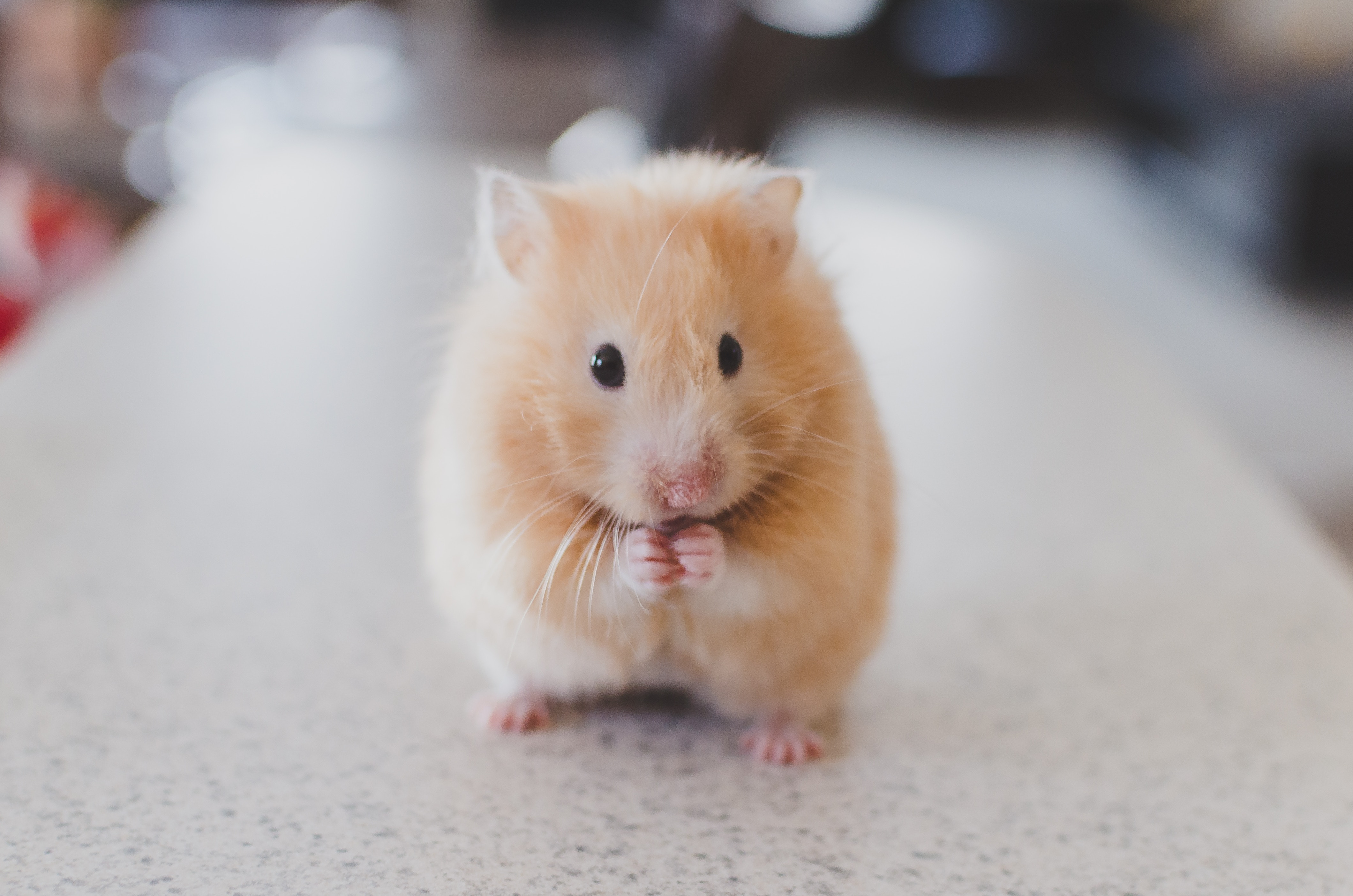 Cute Hamster Wallpaper Wallpapers