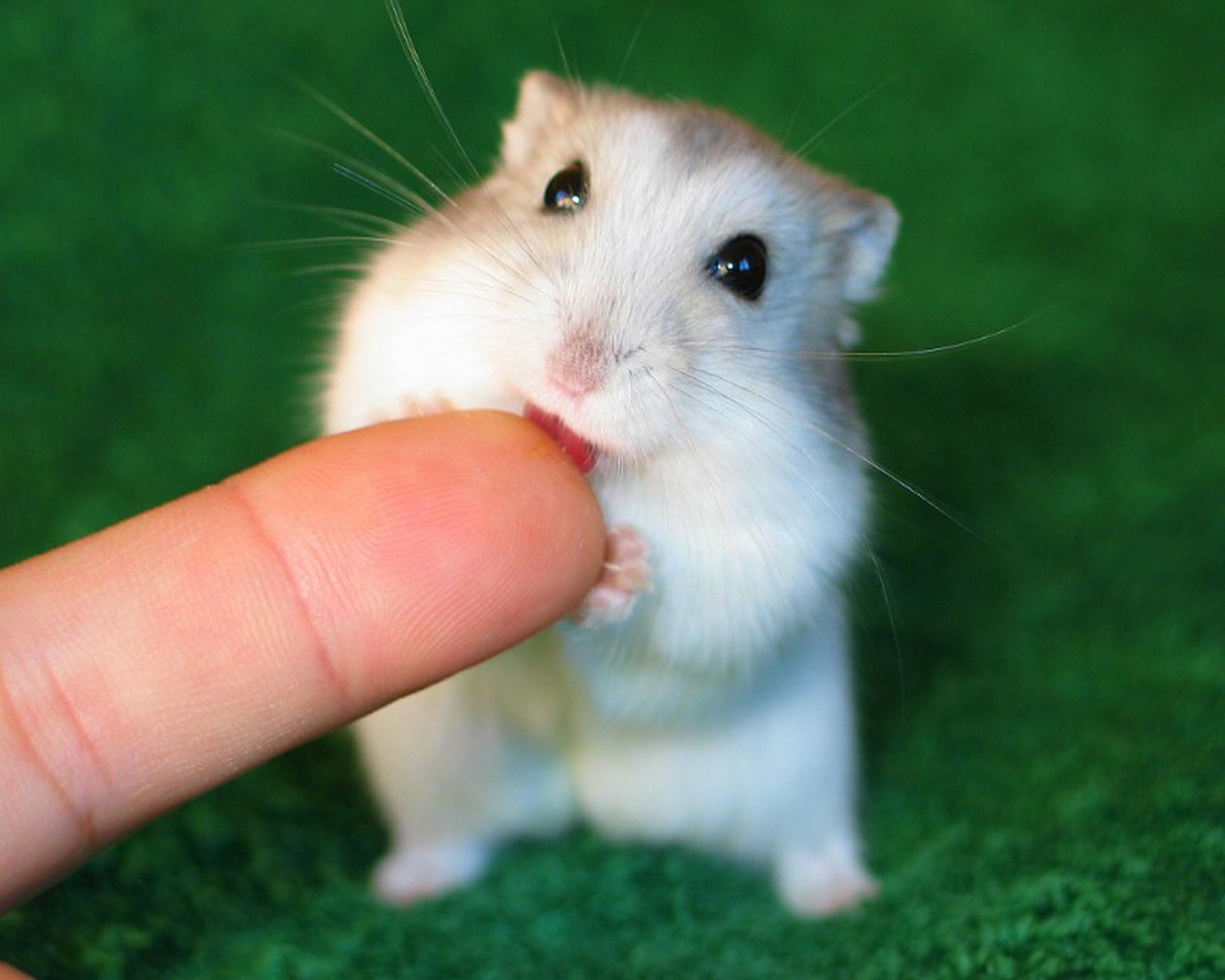 Cute Hamster Wallpaper Wallpapers