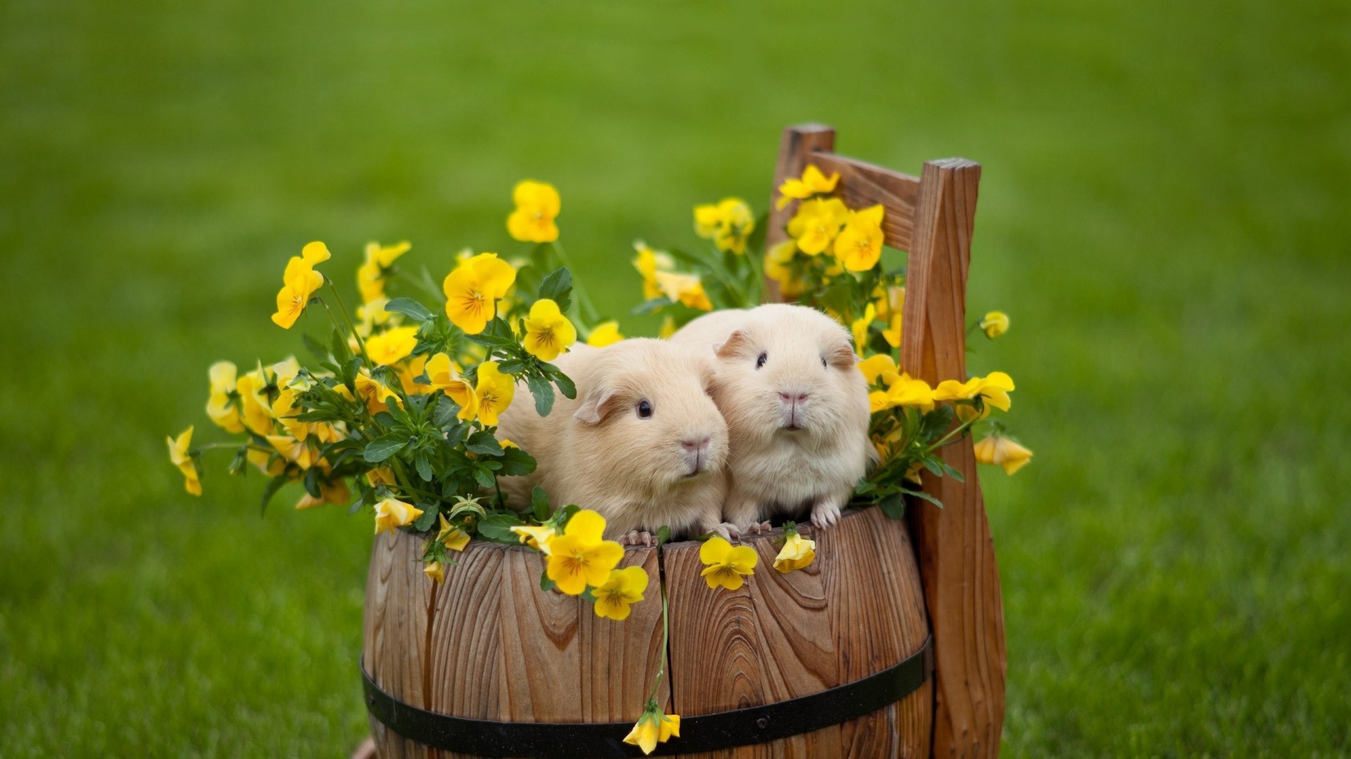 Cute Hamster Wallpaper Wallpapers