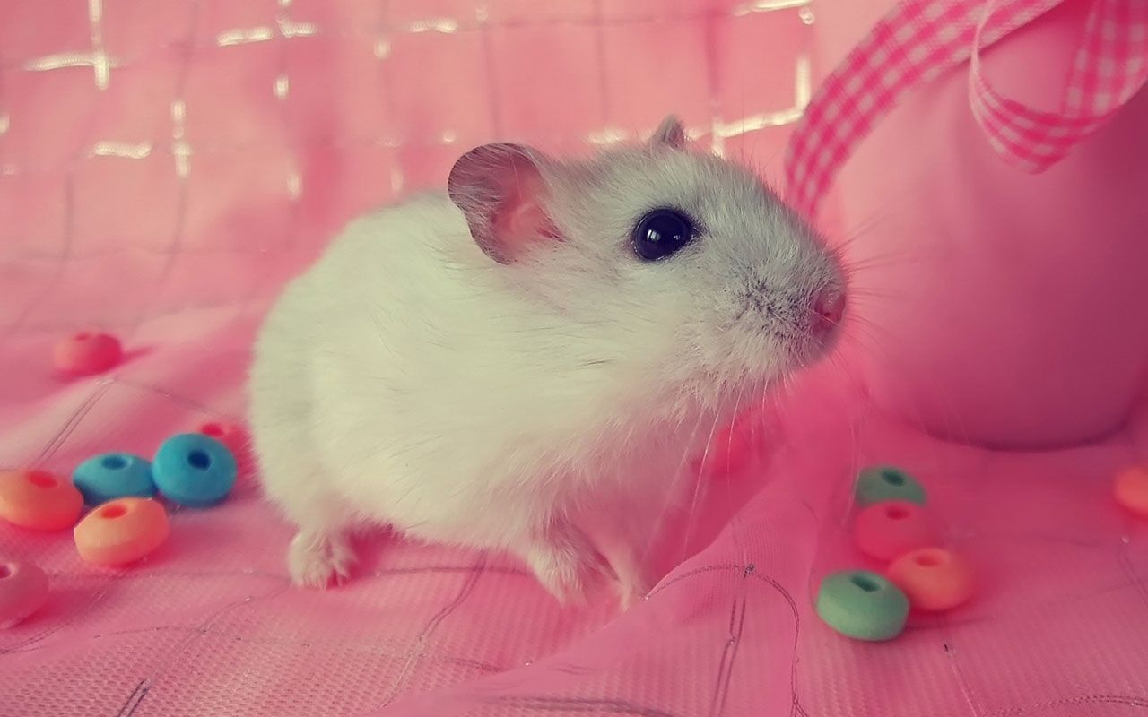 Cute Hamster Wallpaper Wallpapers