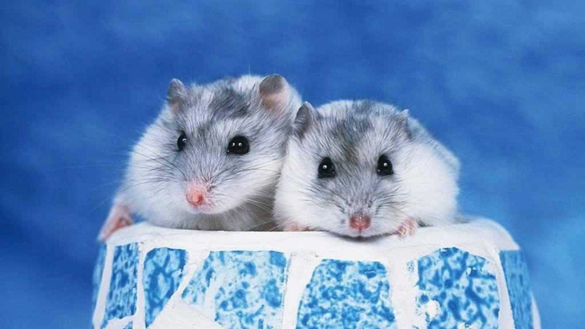 Cute Hamster Wallpaper Wallpapers