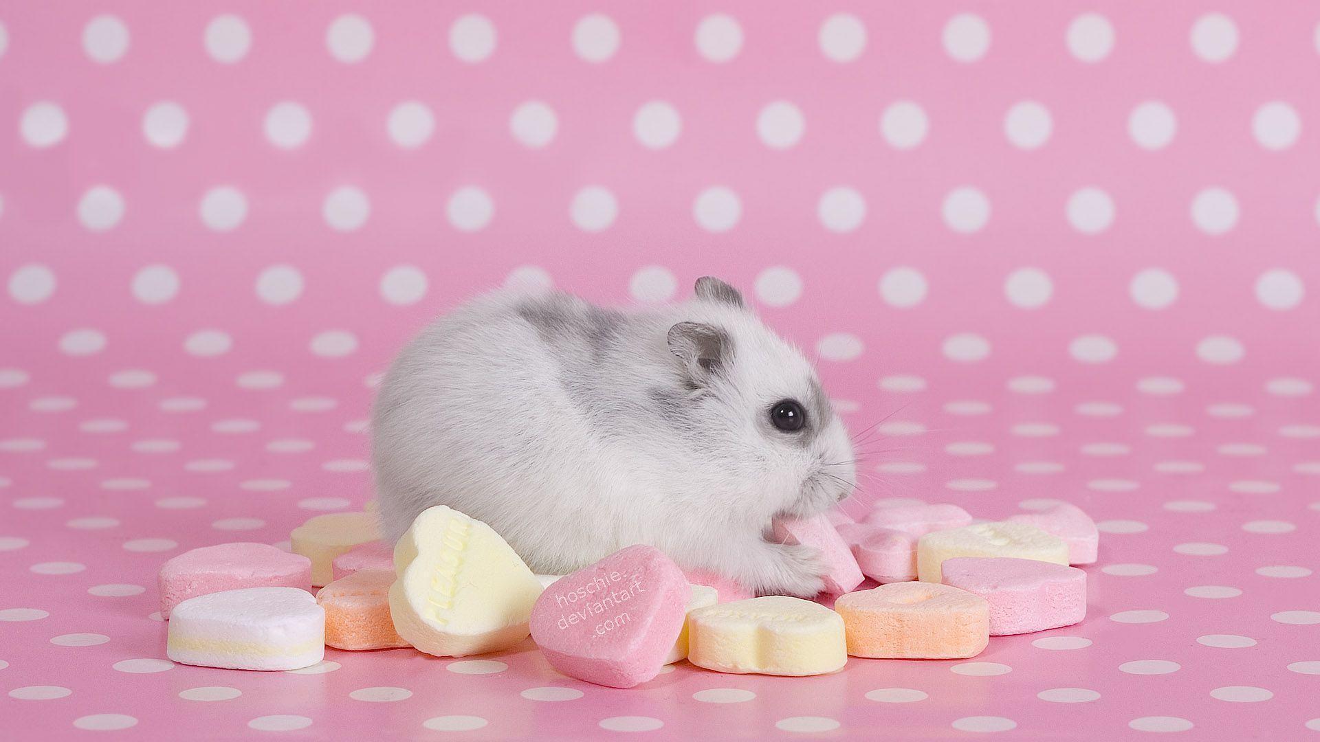 Cute Hamster Wallpaper Wallpapers