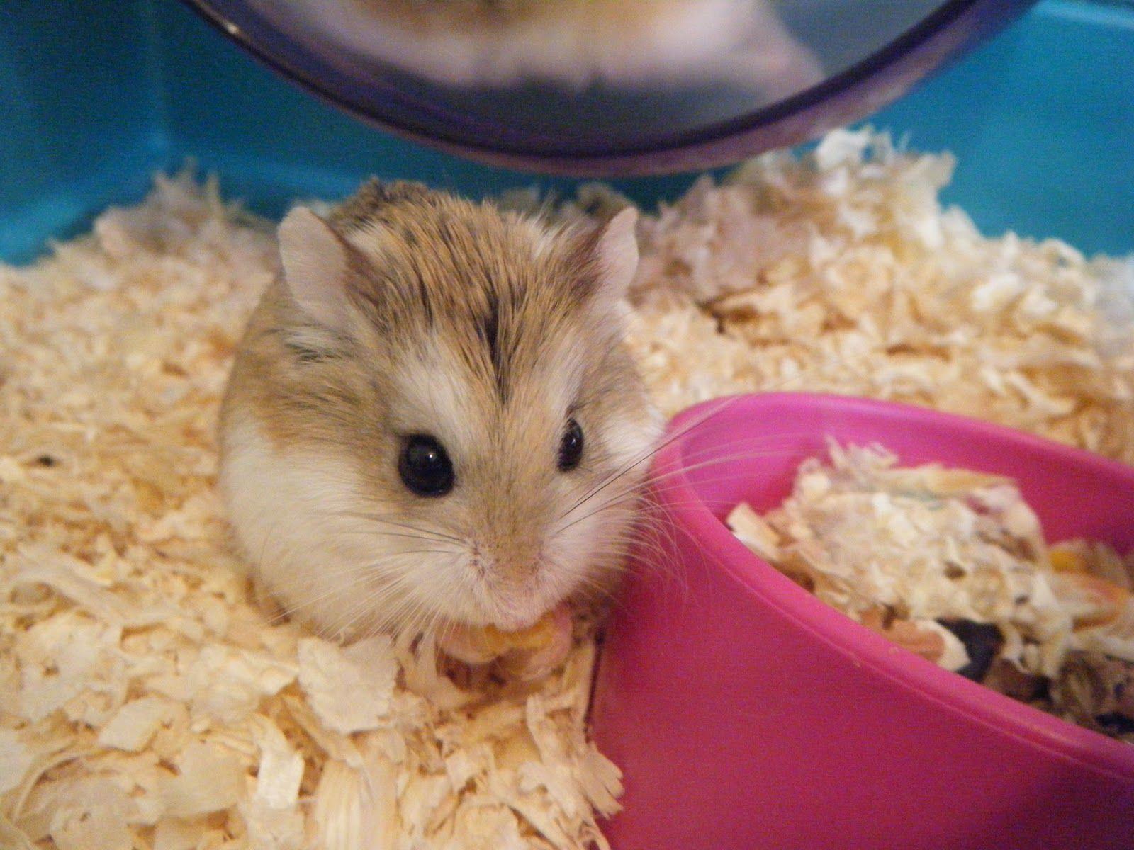 Cute Hamster Wallpaper Wallpapers