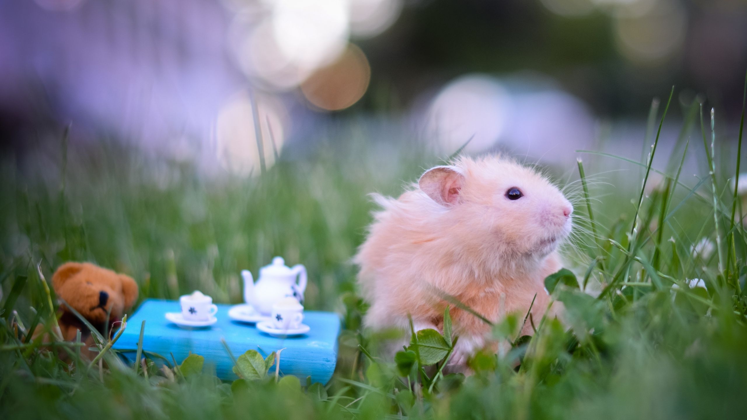 Cute Hamster Wallpaper Wallpapers