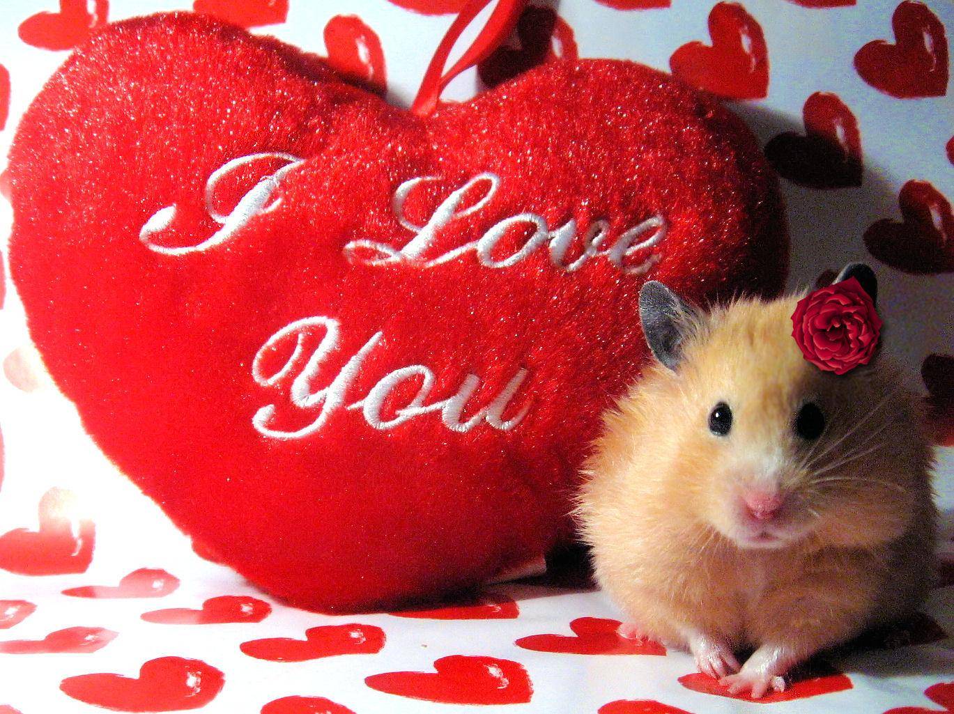 Cute Hamster Wallpaper Wallpapers