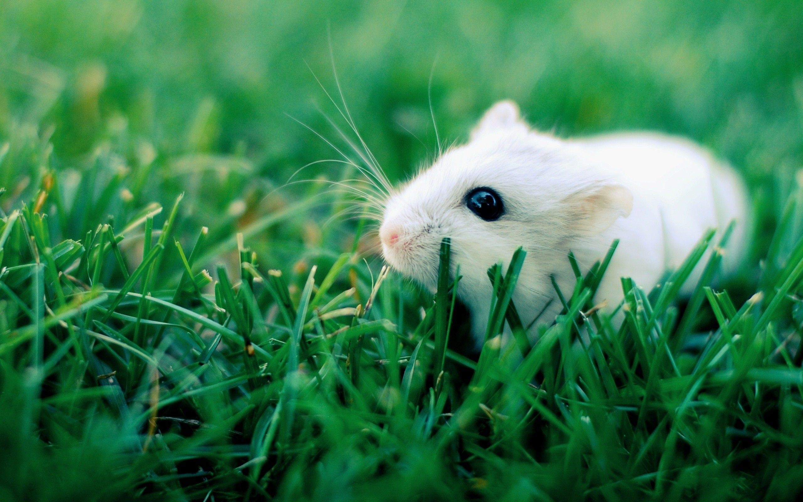 Cute Hamster Wallpaper Wallpapers