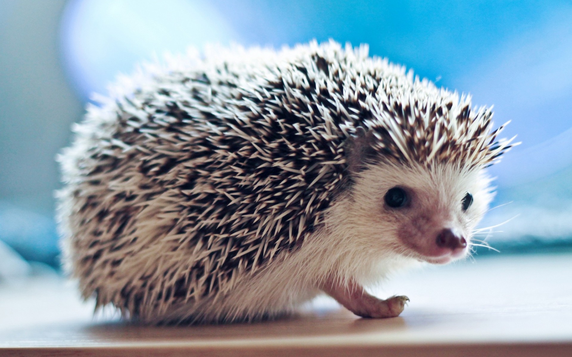 Cute Hedgehog Wallpapers