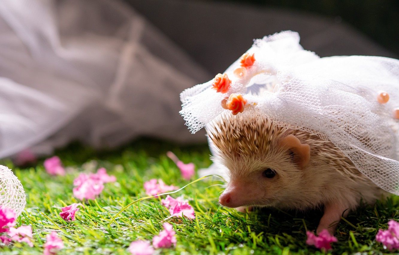 Cute Hedgehog Wallpapers