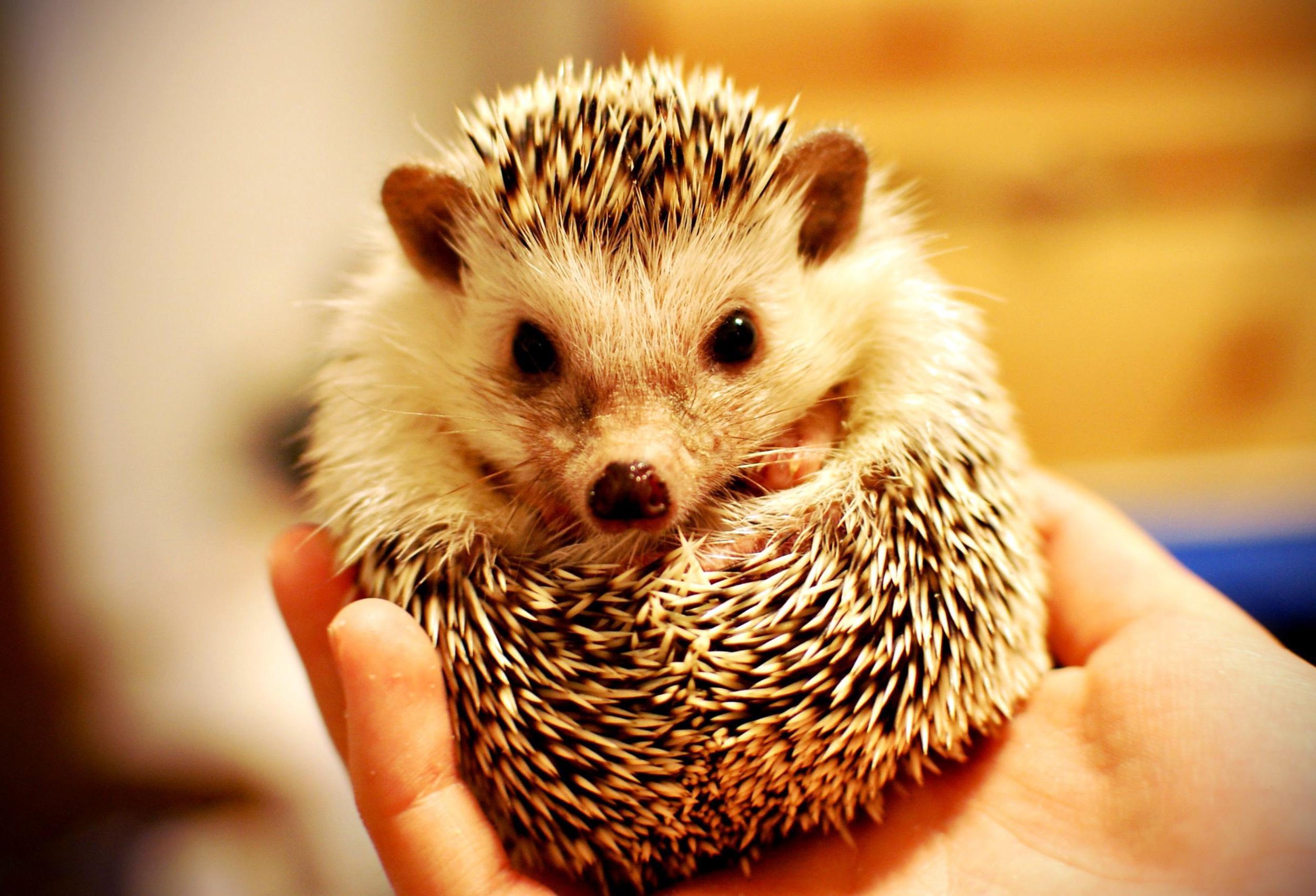 Cute Hedgehog Wallpapers Wallpapers