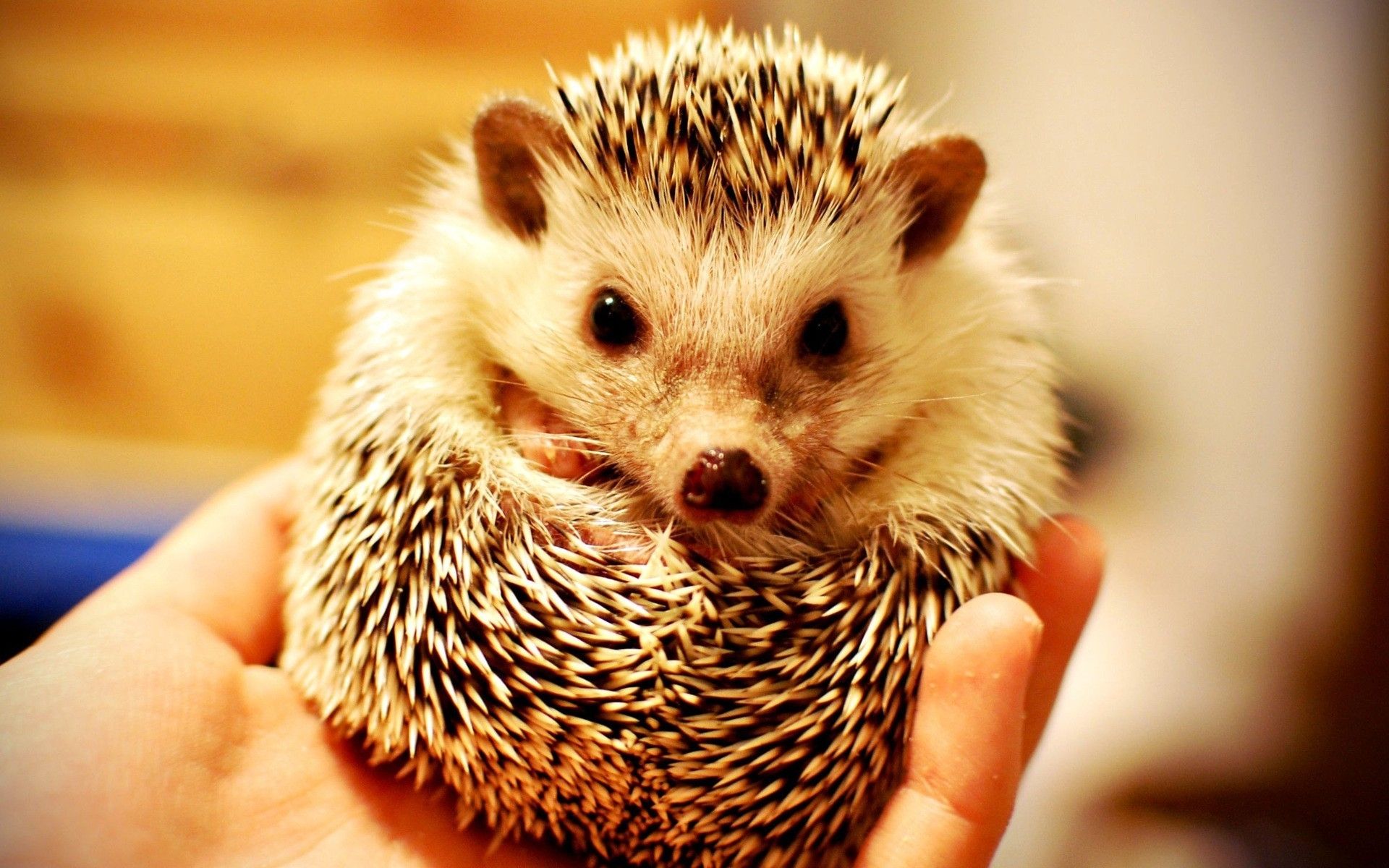 Cute Hedgehog Wallpapers Wallpapers