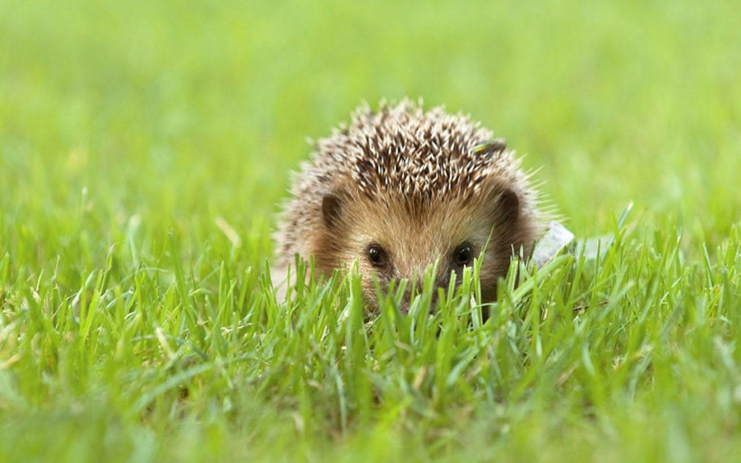 Cute Hedgehog Wallpapers Wallpapers