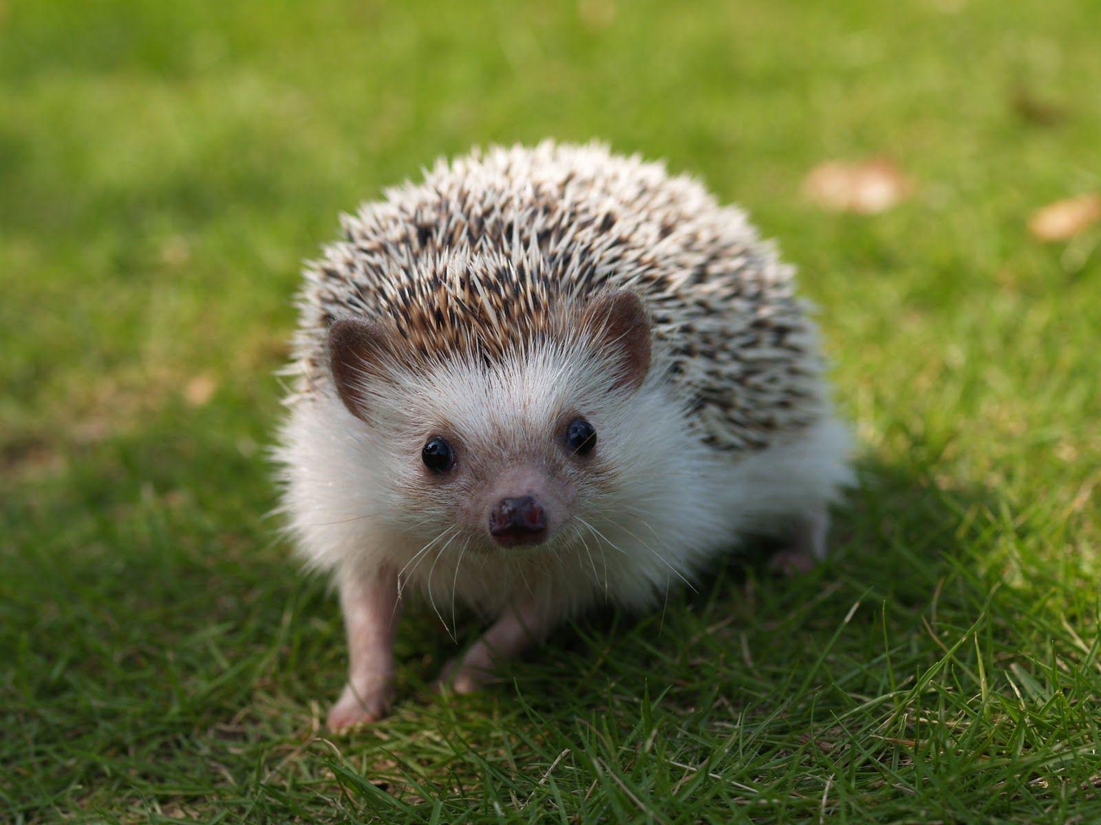 Cute Hedgehog Wallpapers Wallpapers