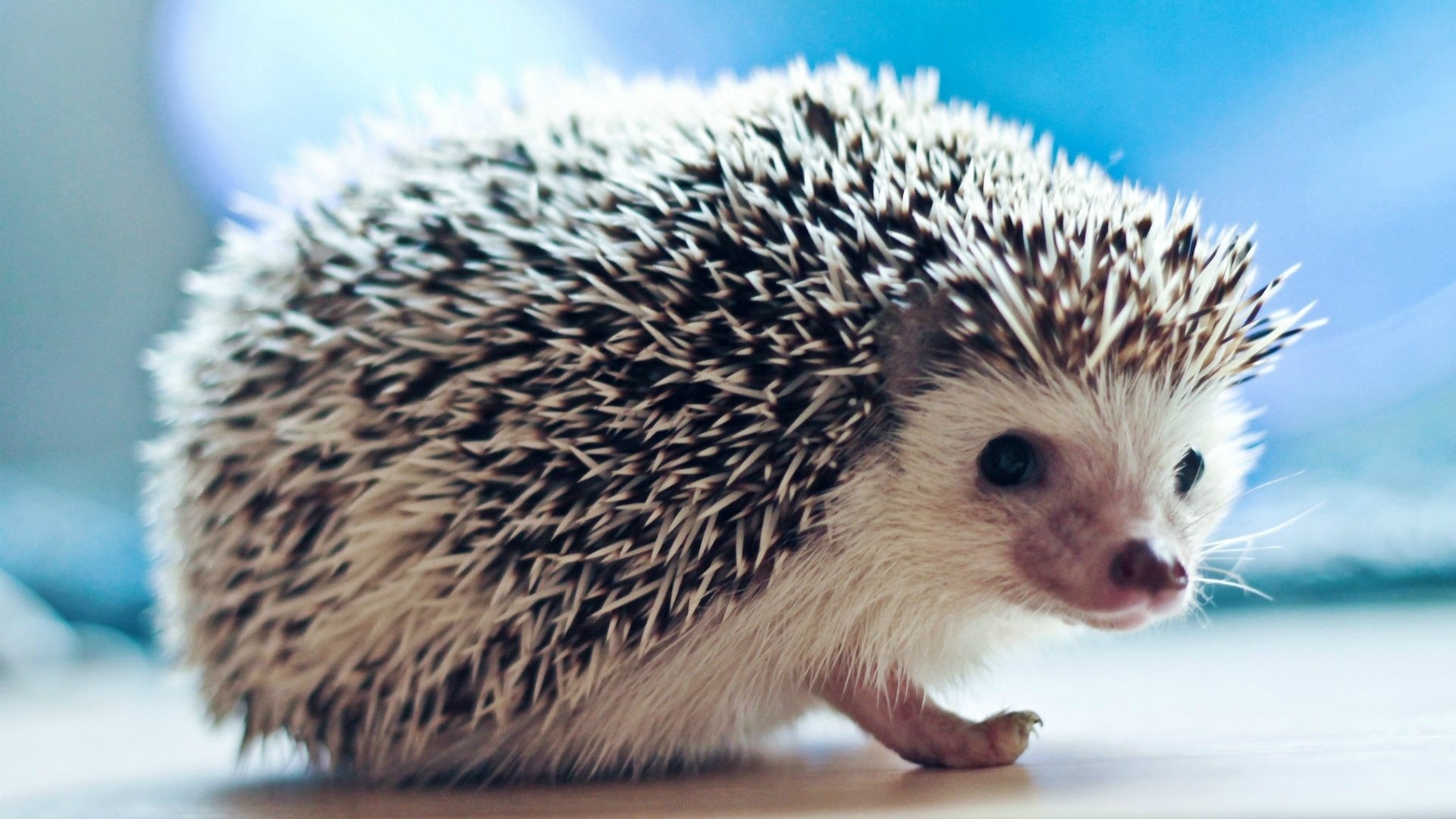 Cute Hedgehog Wallpapers Wallpapers