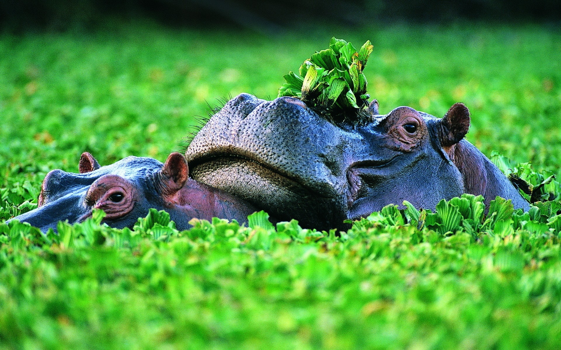 Cute Hippo Wallpapers