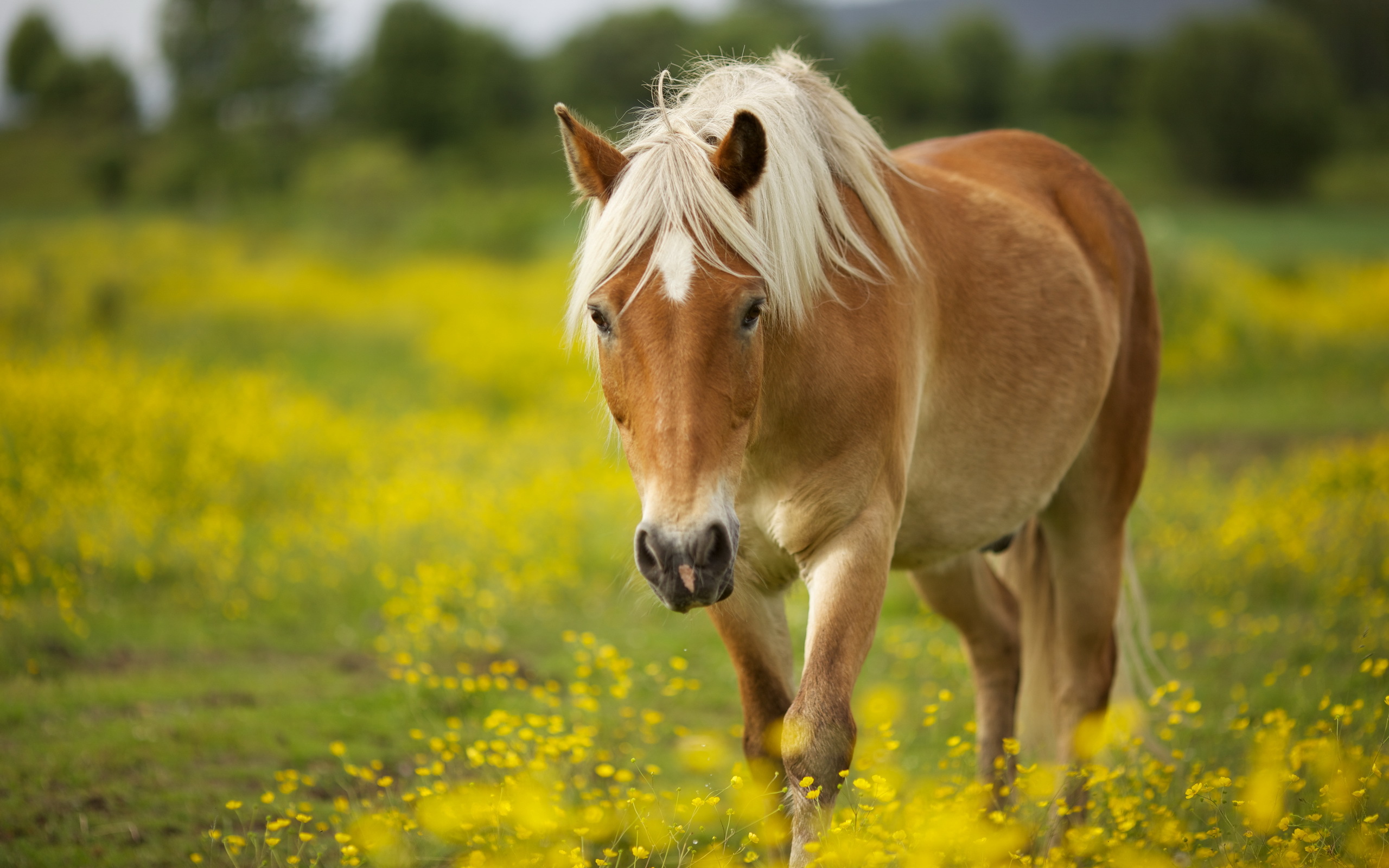 Cute Horse Wallpapers