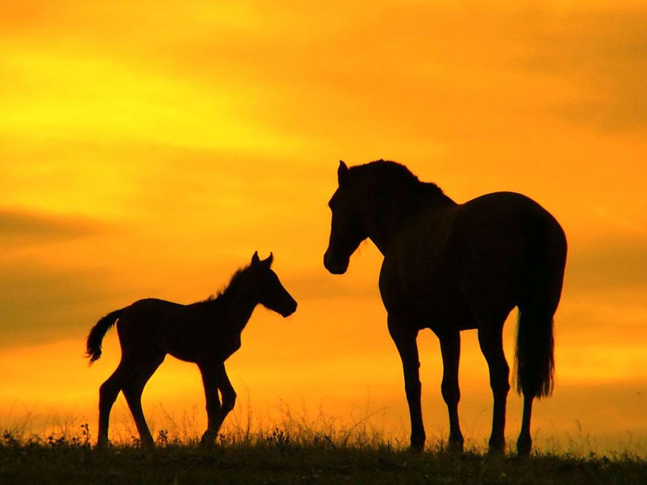 Cute Horse Wallpapers