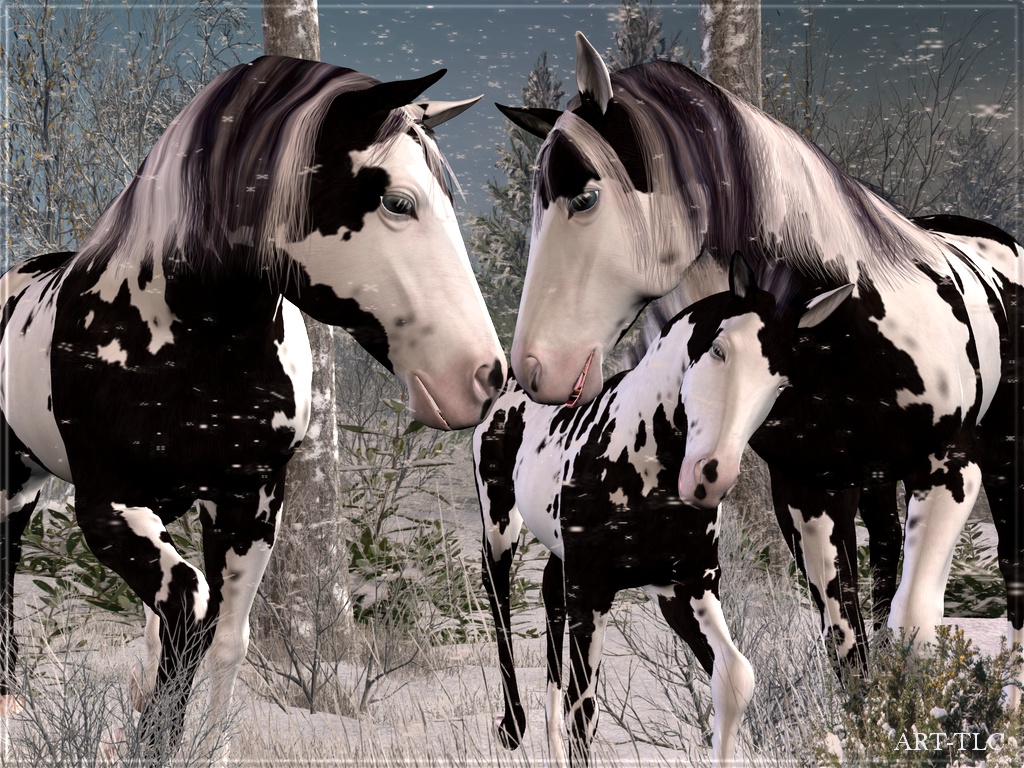Cute Horses Wallpapers Wallpapers