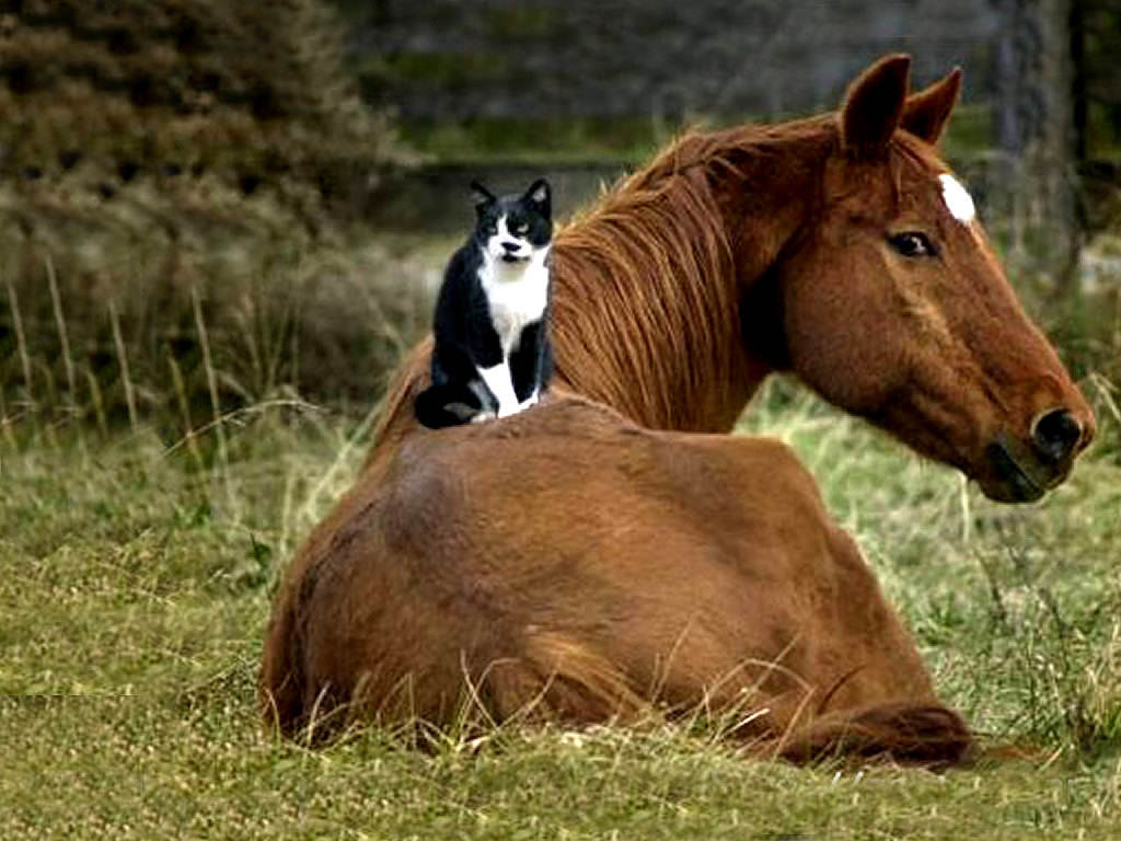 Cute Horses Wallpapers Wallpapers