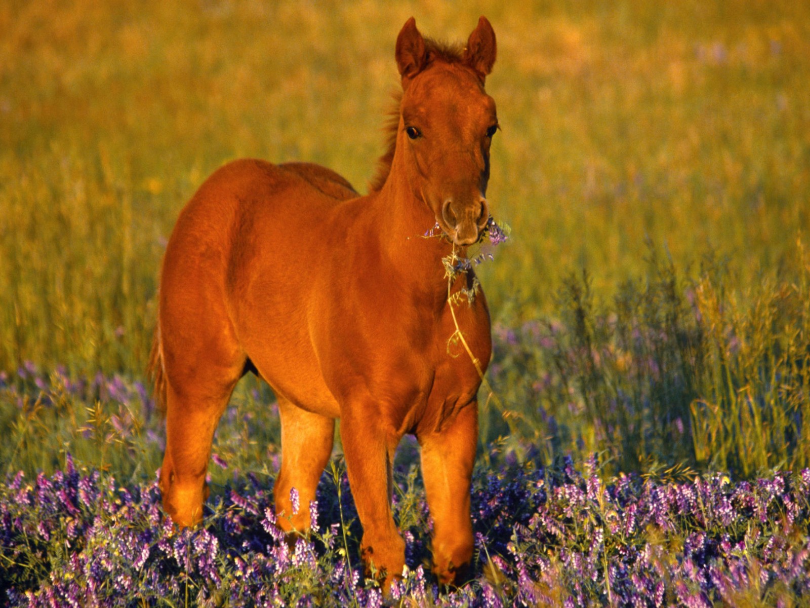 Cute Horses Wallpapers Wallpapers