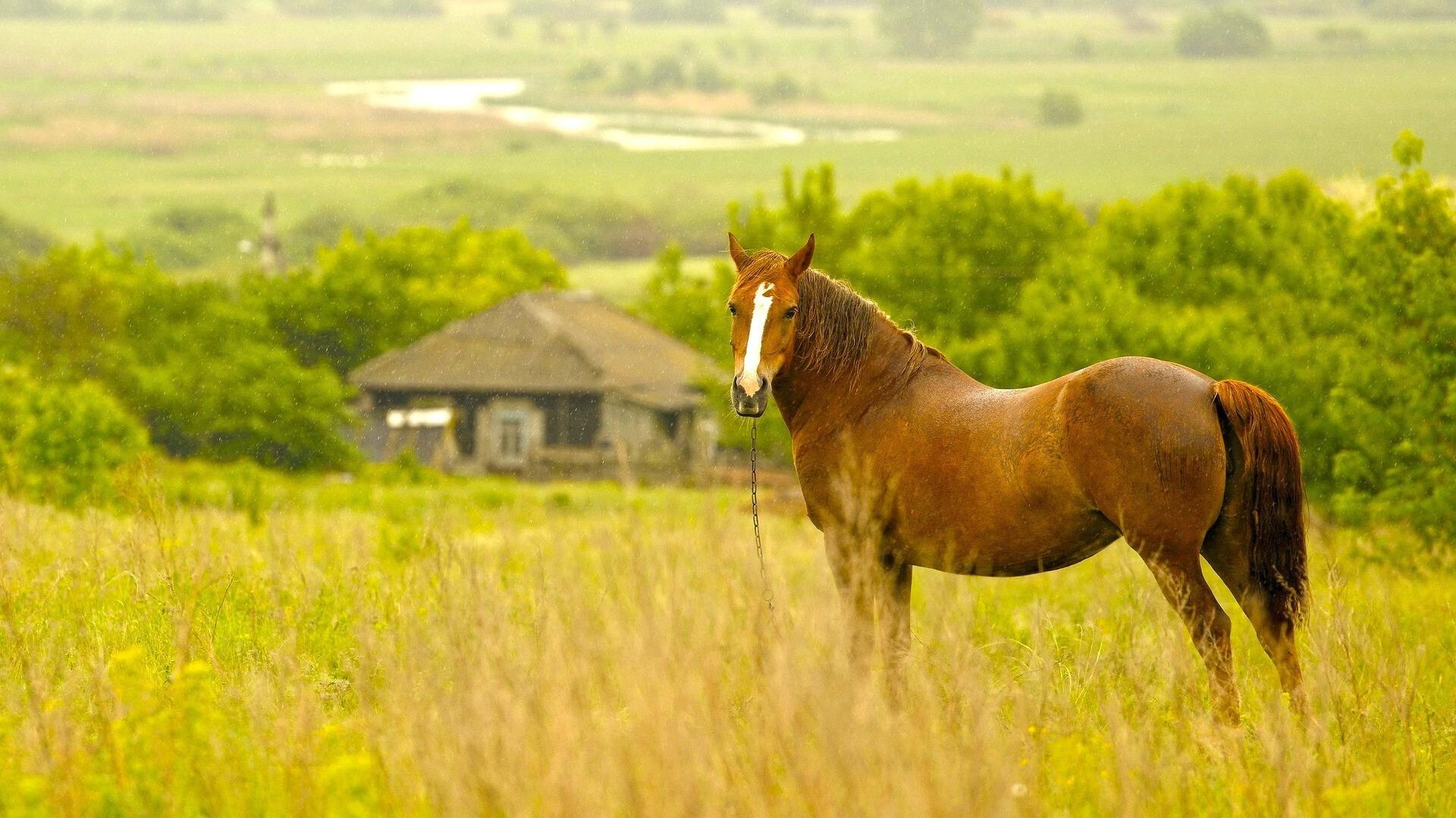 Cute Horses Wallpapers Wallpapers