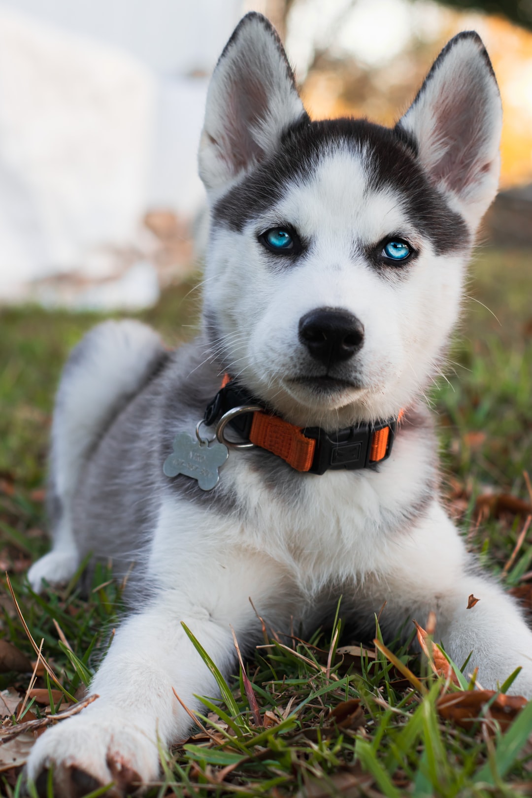 Cute Husky Wallpapers