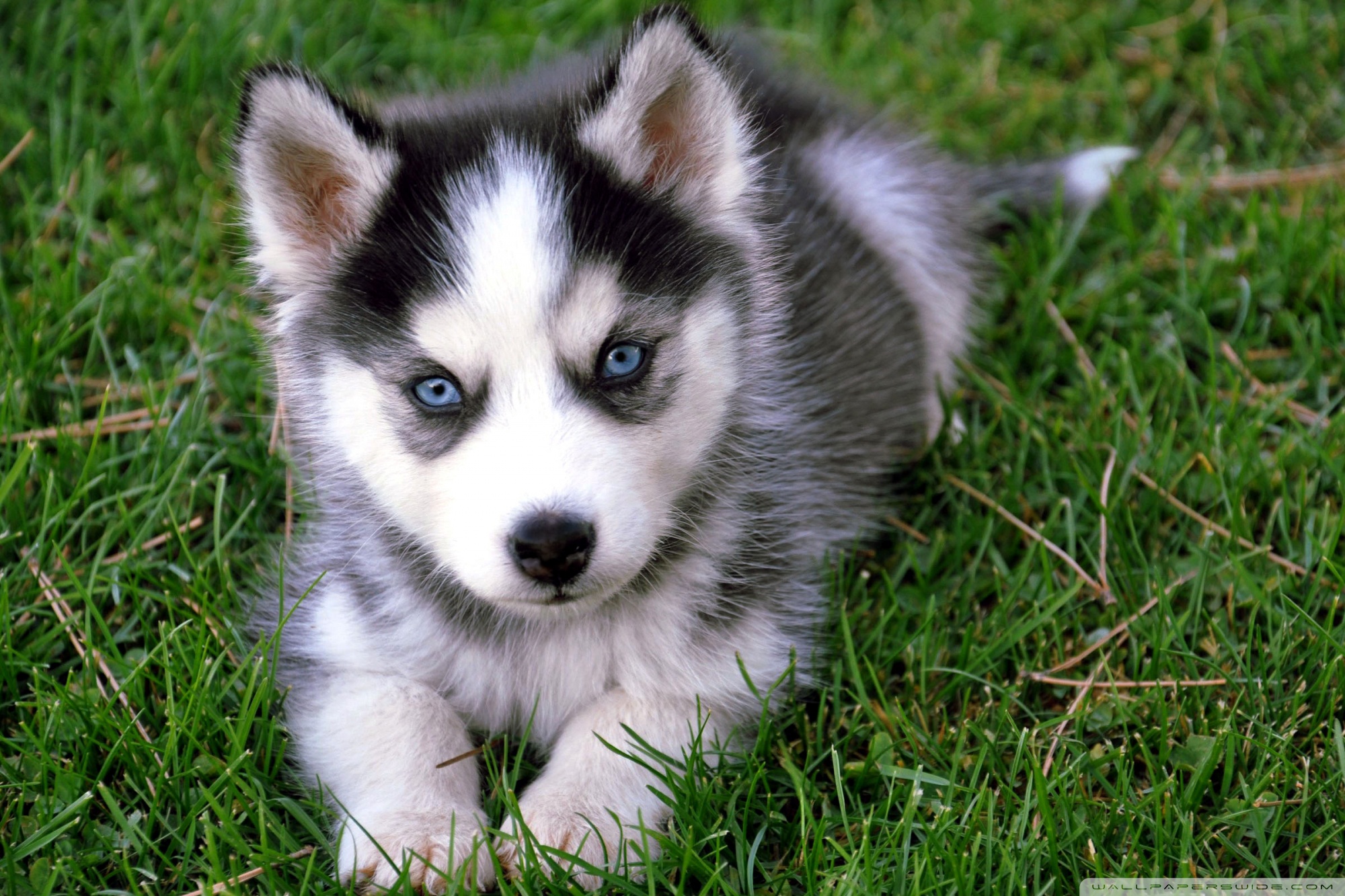 Cute Husky Wallpapers