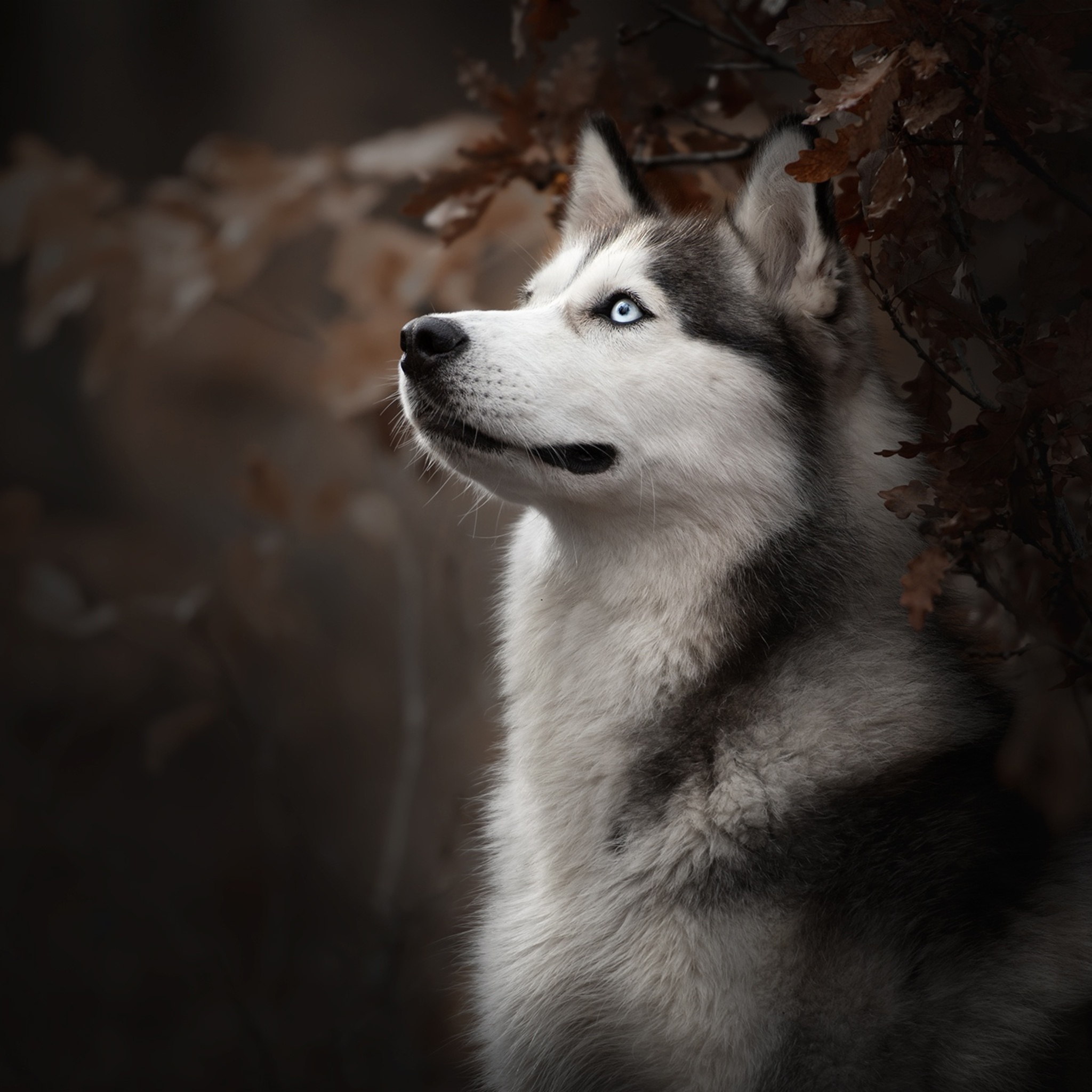 Cute Husky Wallpapers