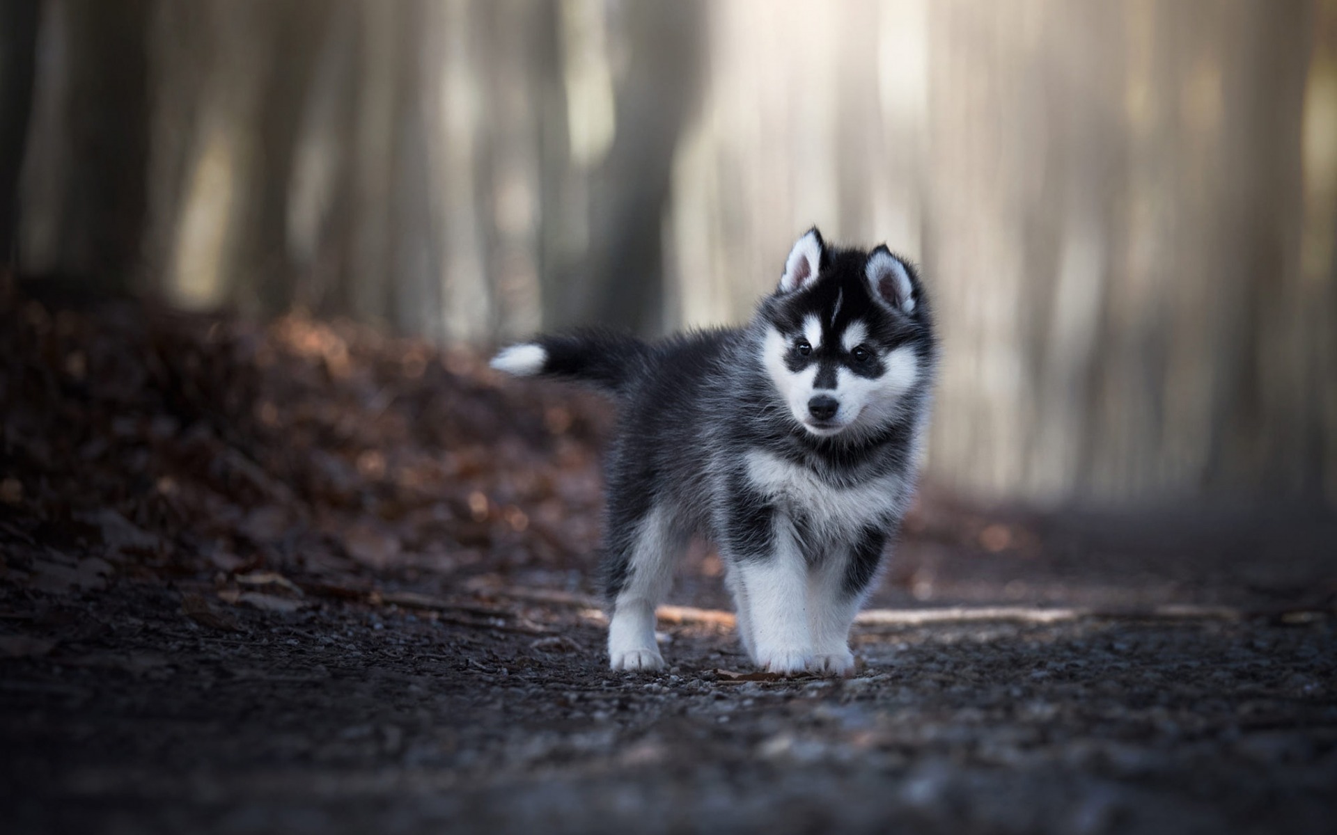 Cute Husky Wallpapers