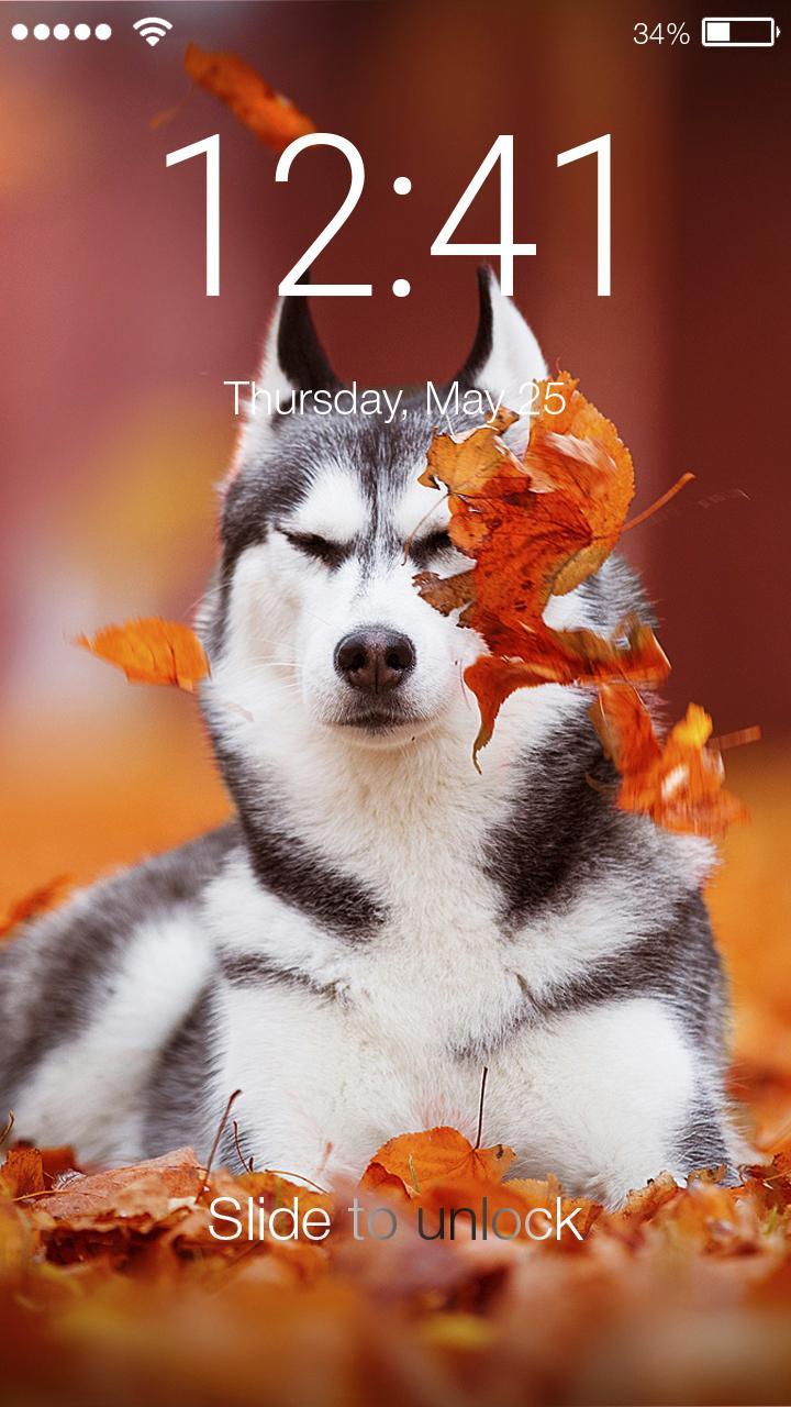 Cute Husky Wallpapers