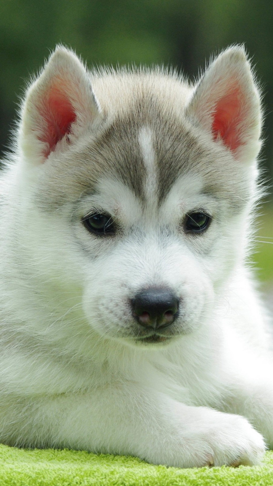 Cute Husky Wallpapers