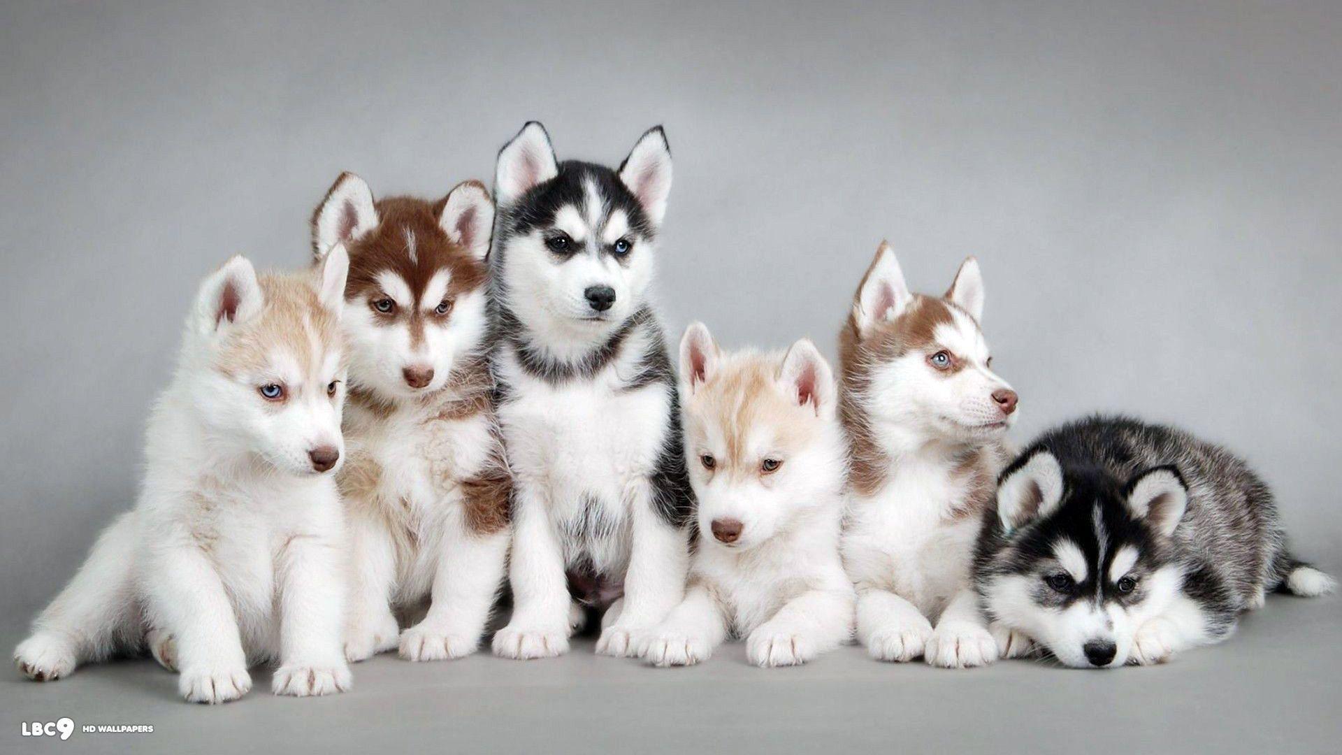 Cute Husky Wallpapers