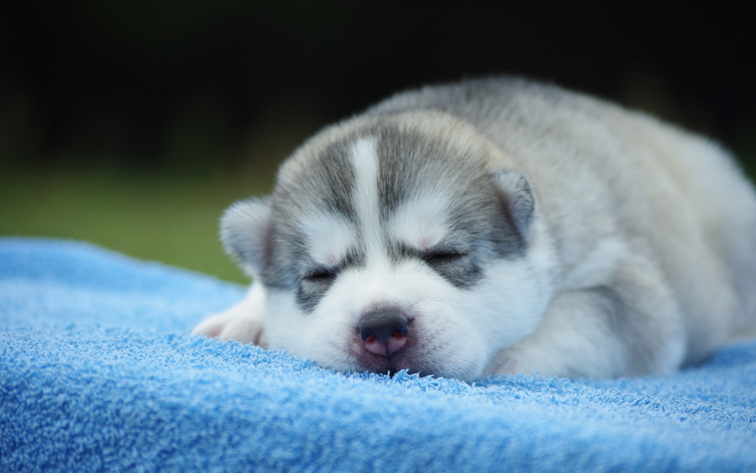 Cute Husky Wallpapers