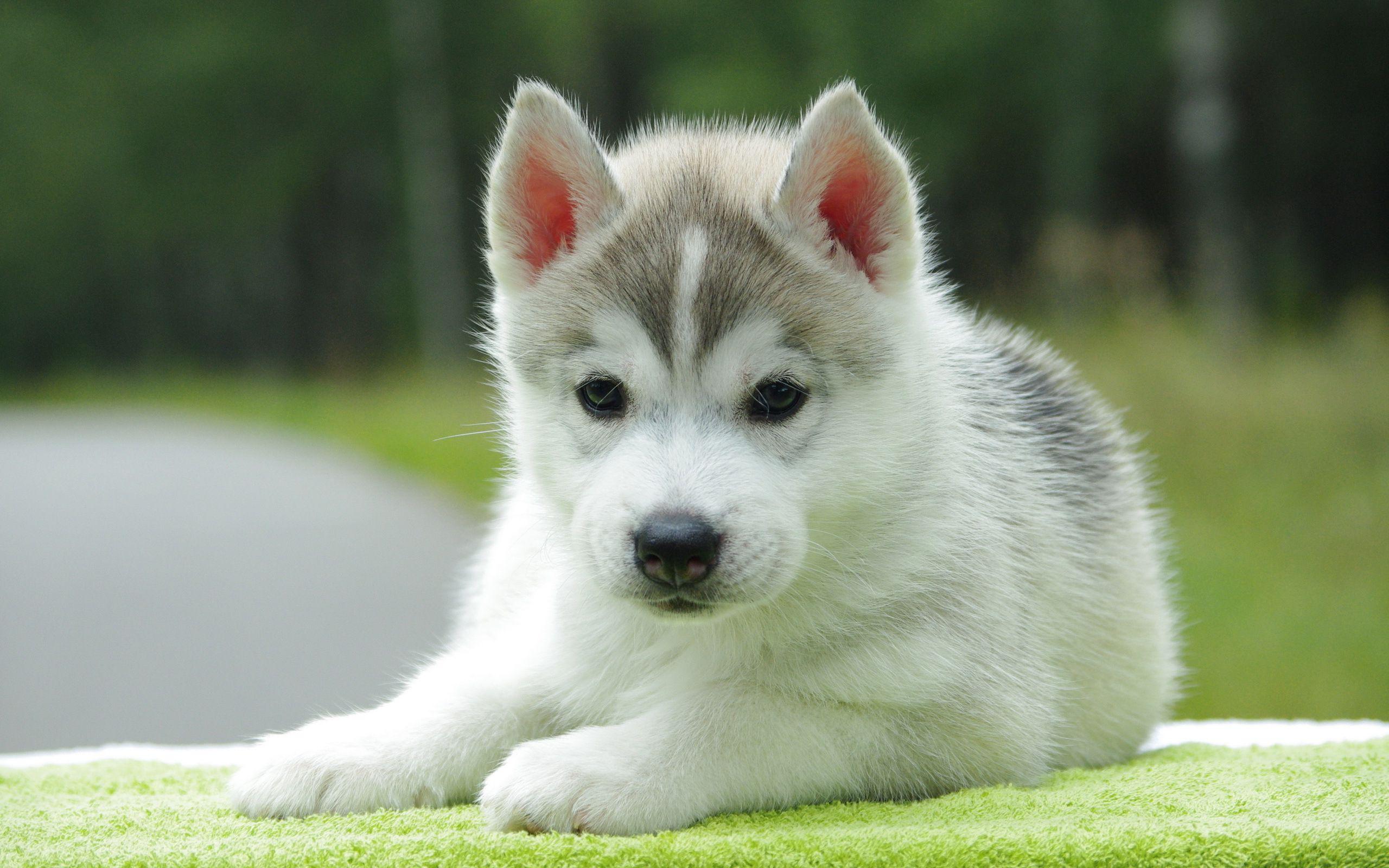 Cute Husky Wallpapers