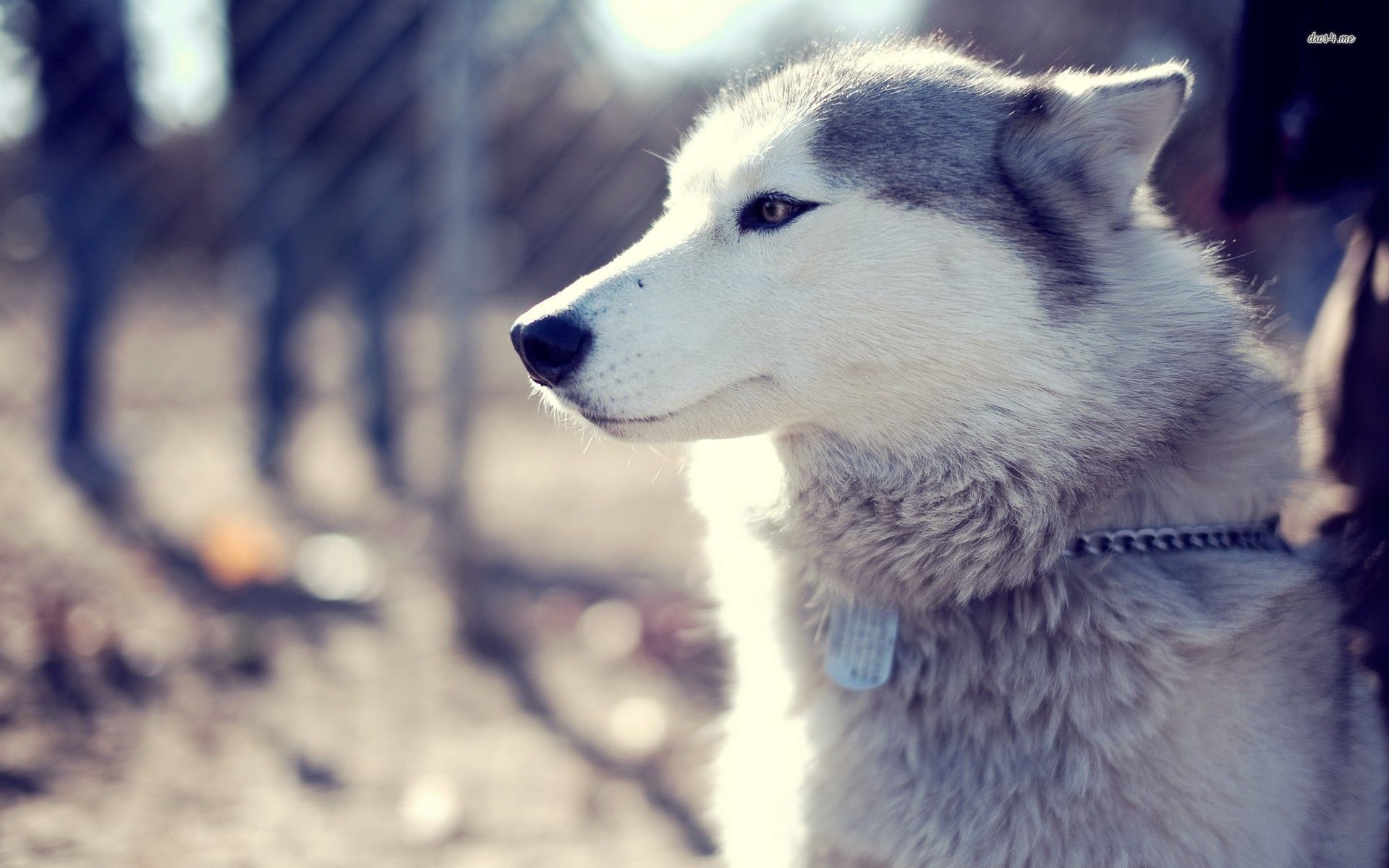 Cute Husky Wallpapers