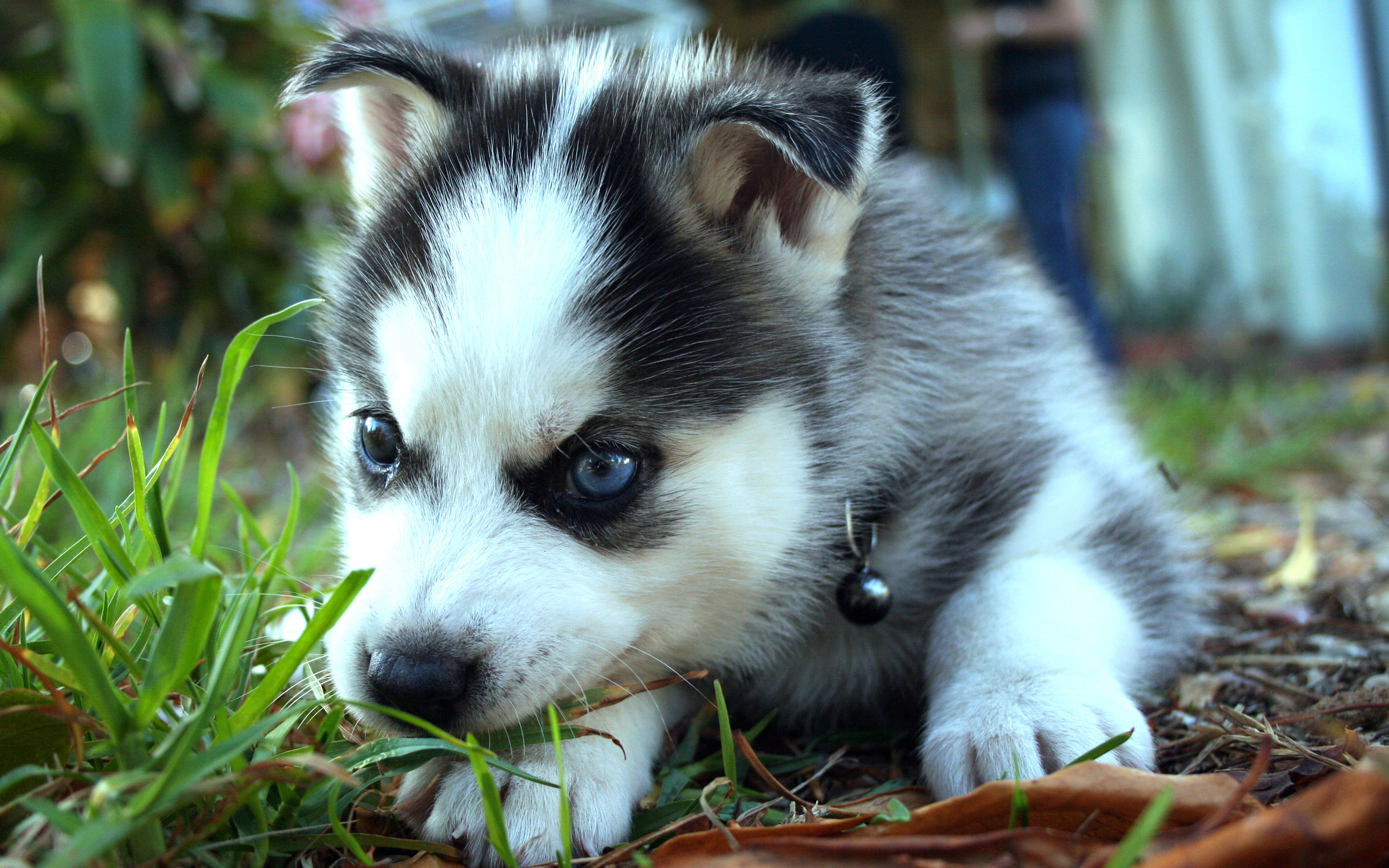 Cute Husky Wallpapers