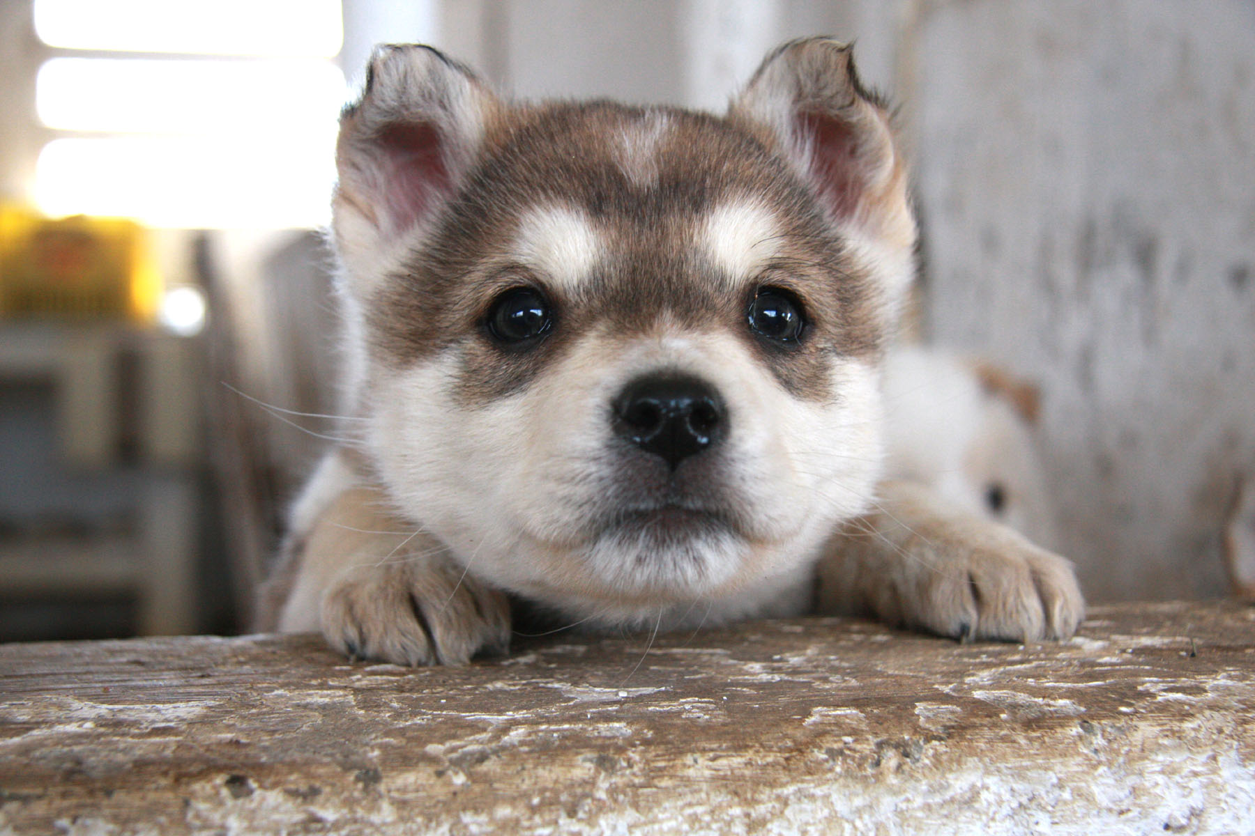 Cute Husky Wallpapers