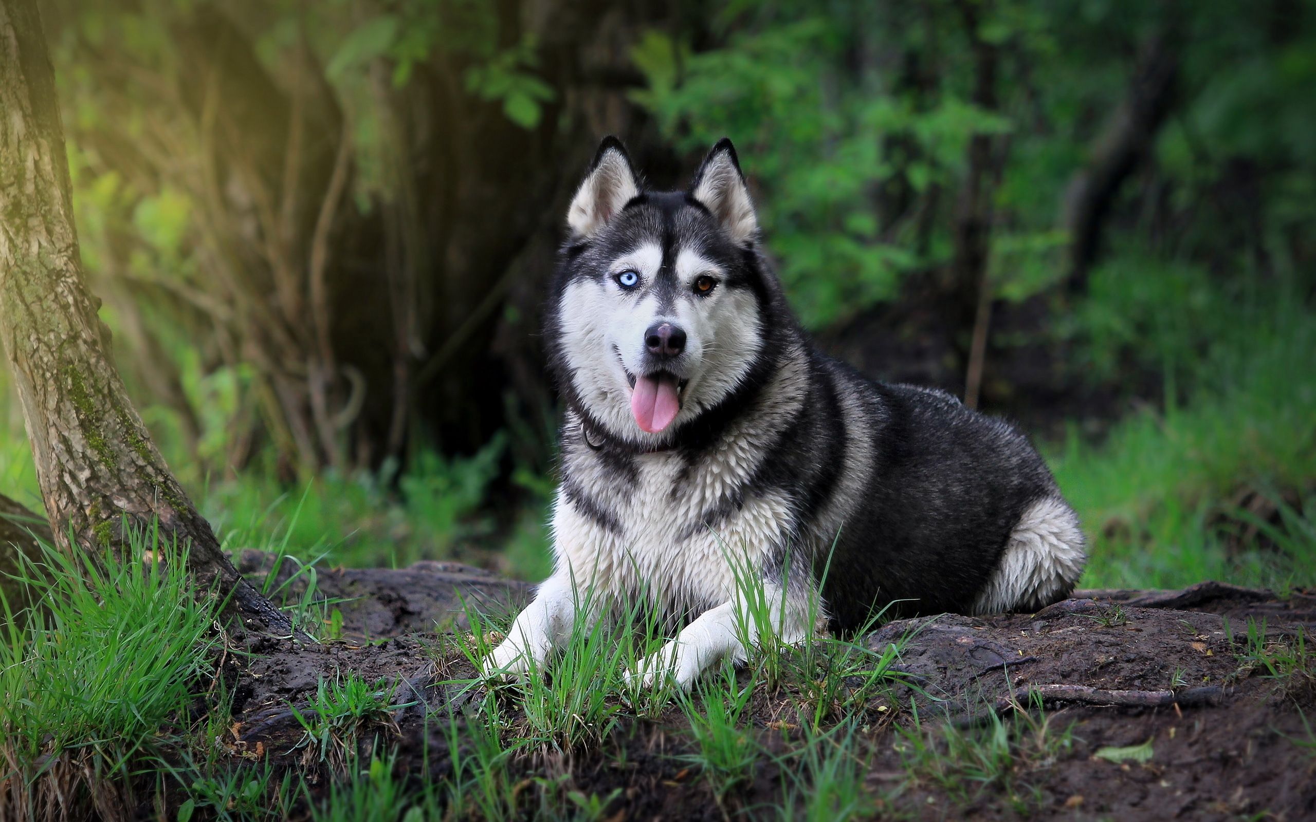 Cute Husky Wallpapers