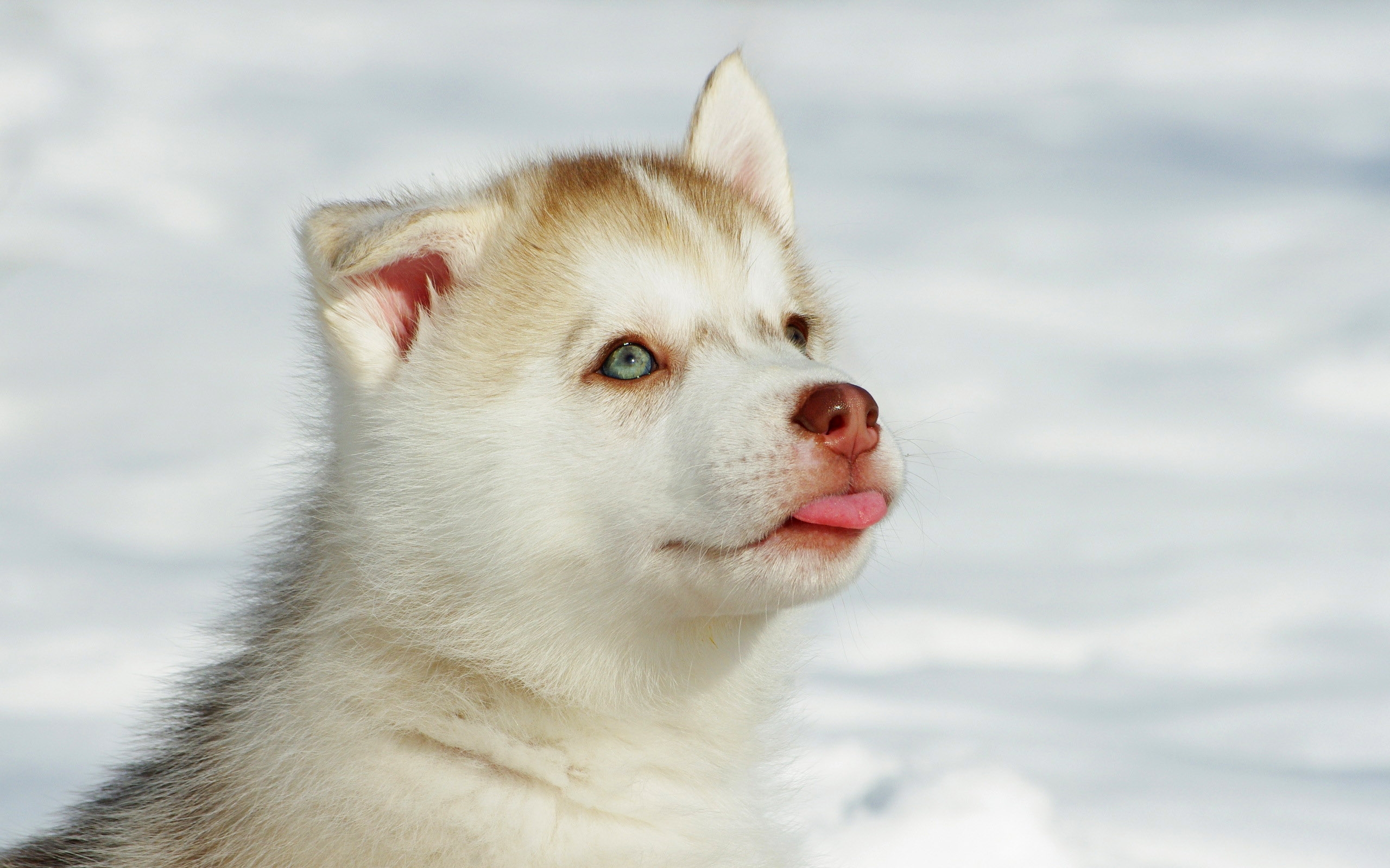 Cute Husky Wallpapers