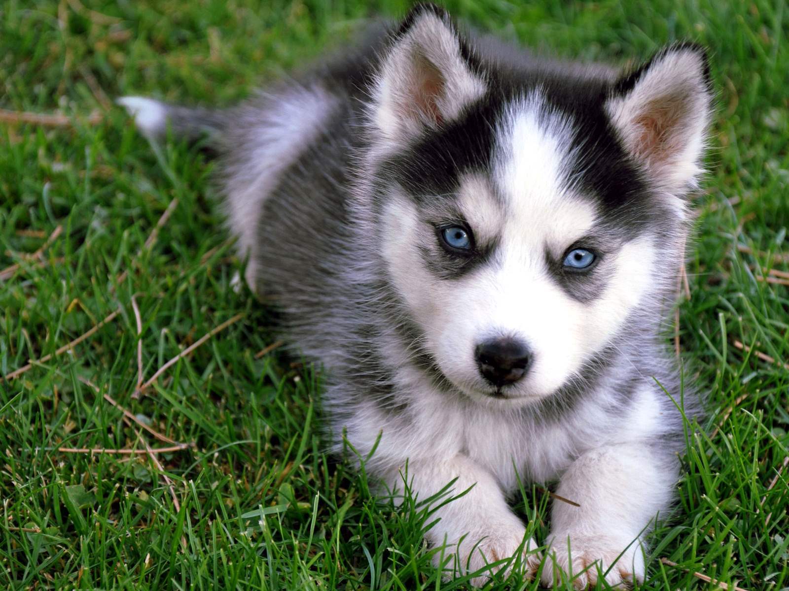 Cute Husky Wallpapers