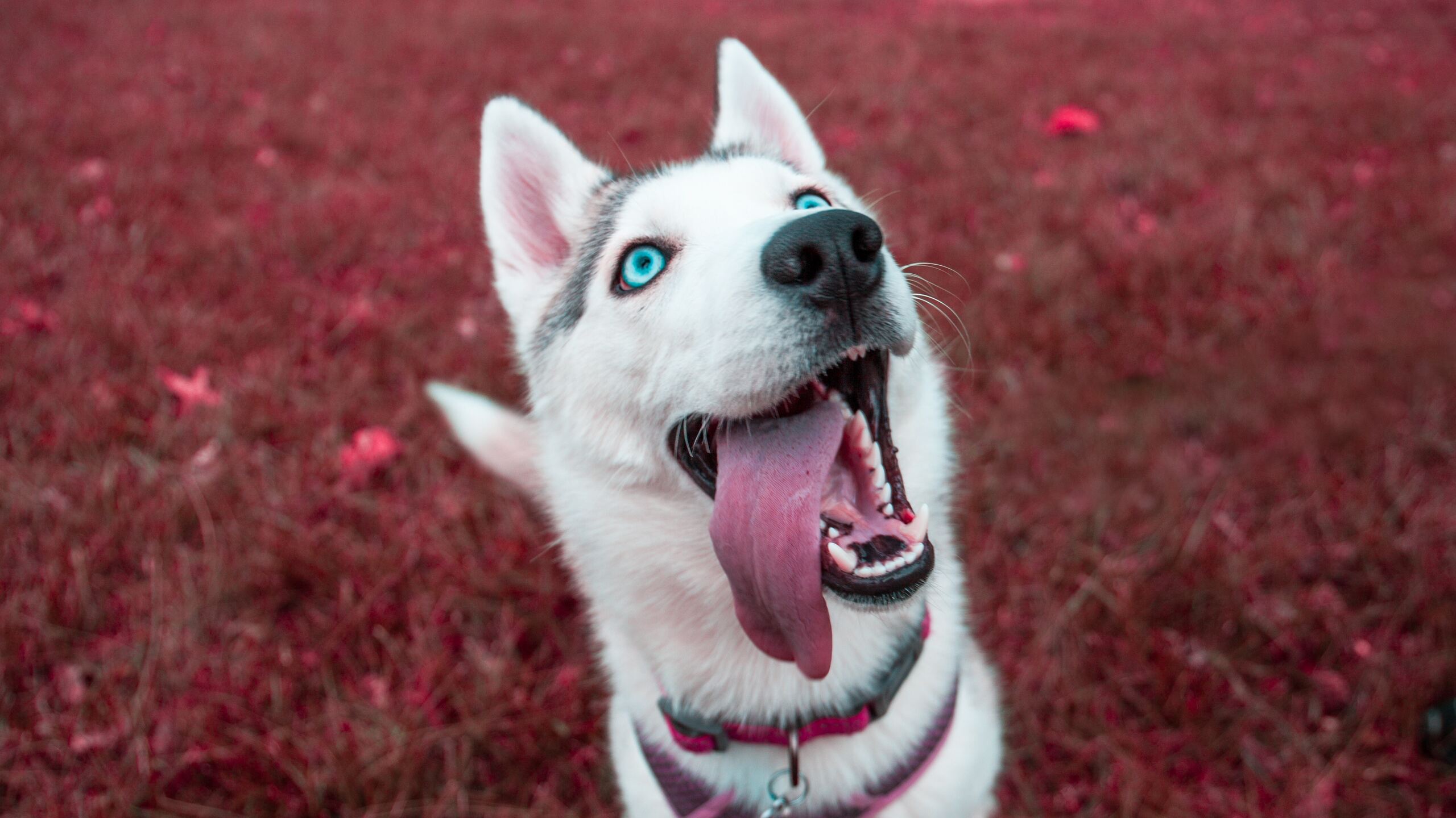 Cute Husky Wallpapers