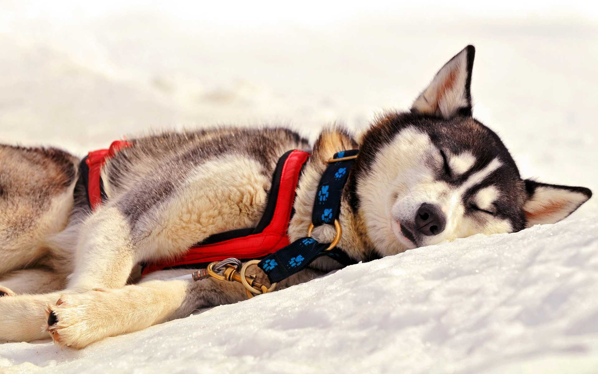 Cute Husky Wallpapers