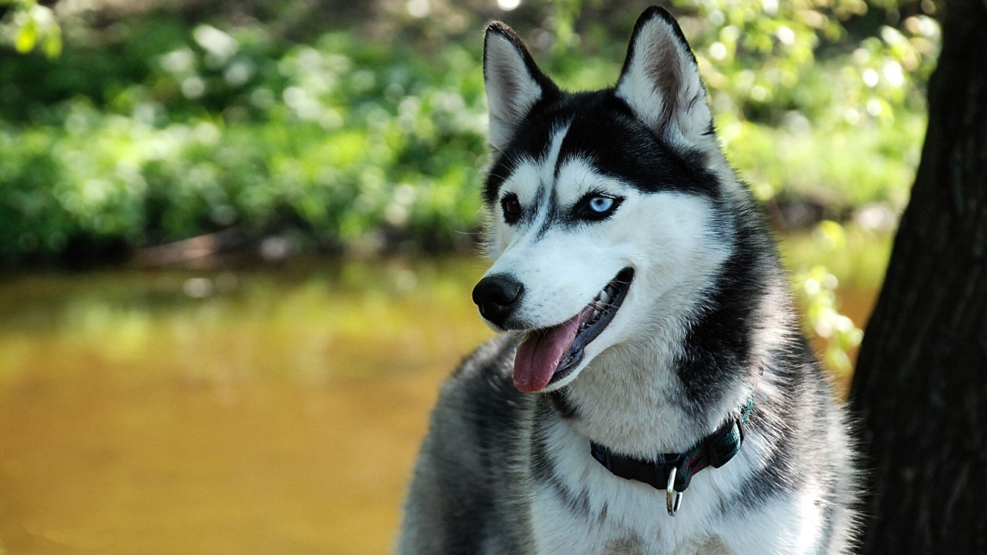 Cute Husky Wallpapers