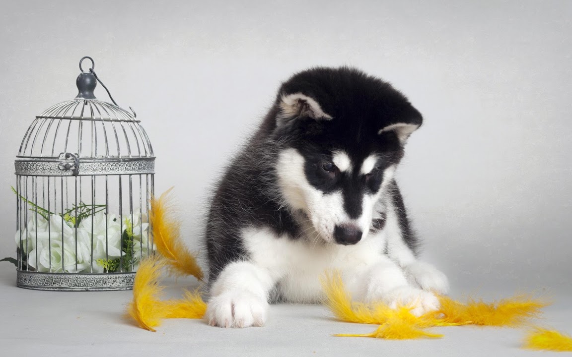 Cute Husky Puppies Wallpapers